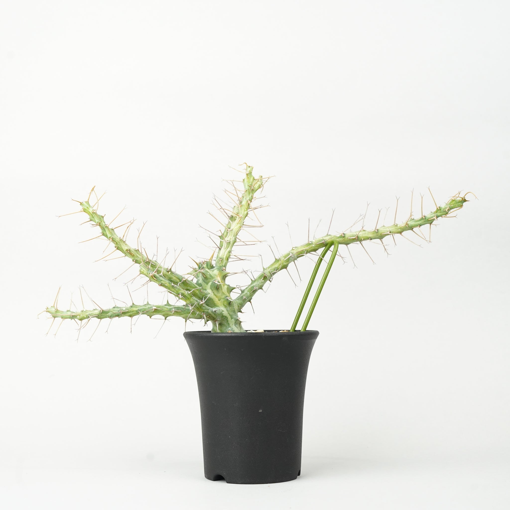 ユーフォルビア・シザカンサ「Euphorbia Schizacantha」/EU0360