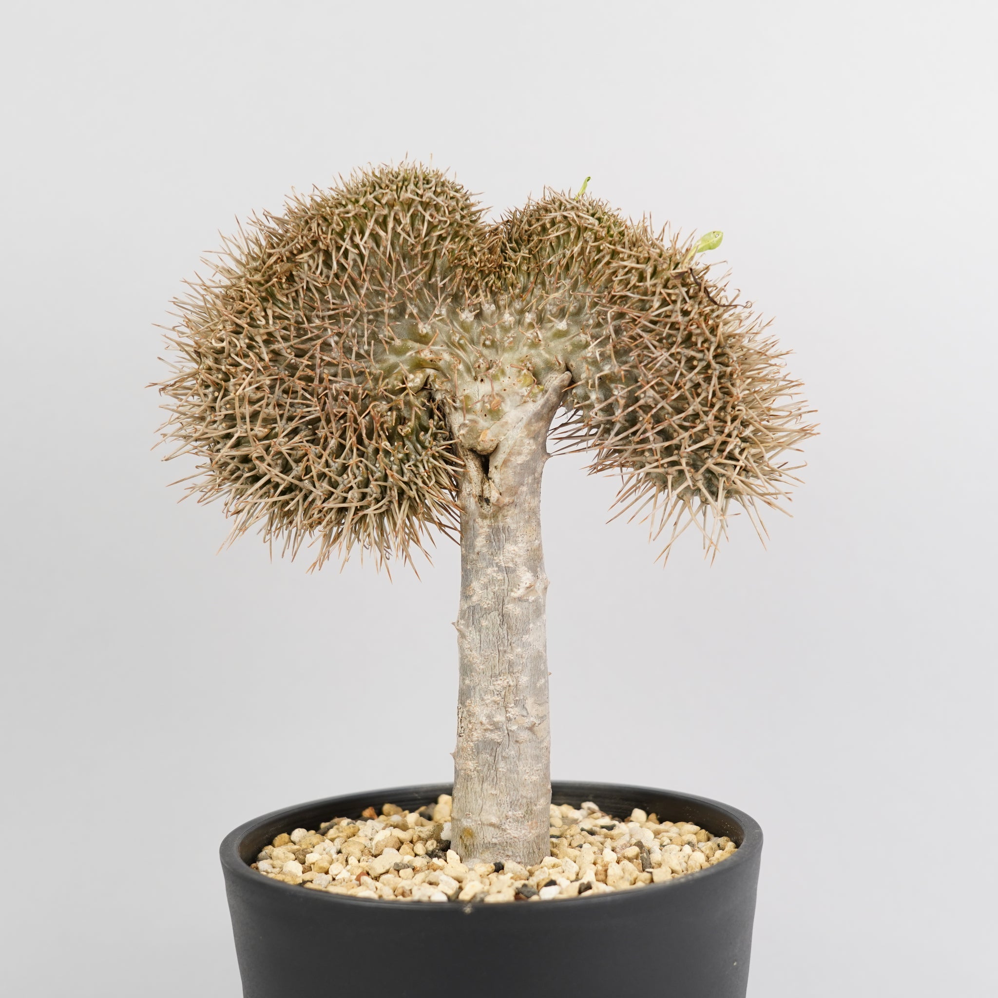 パキポディウム ラメリー 綴化（接木）「Pachypodium lamerei」/PA0057