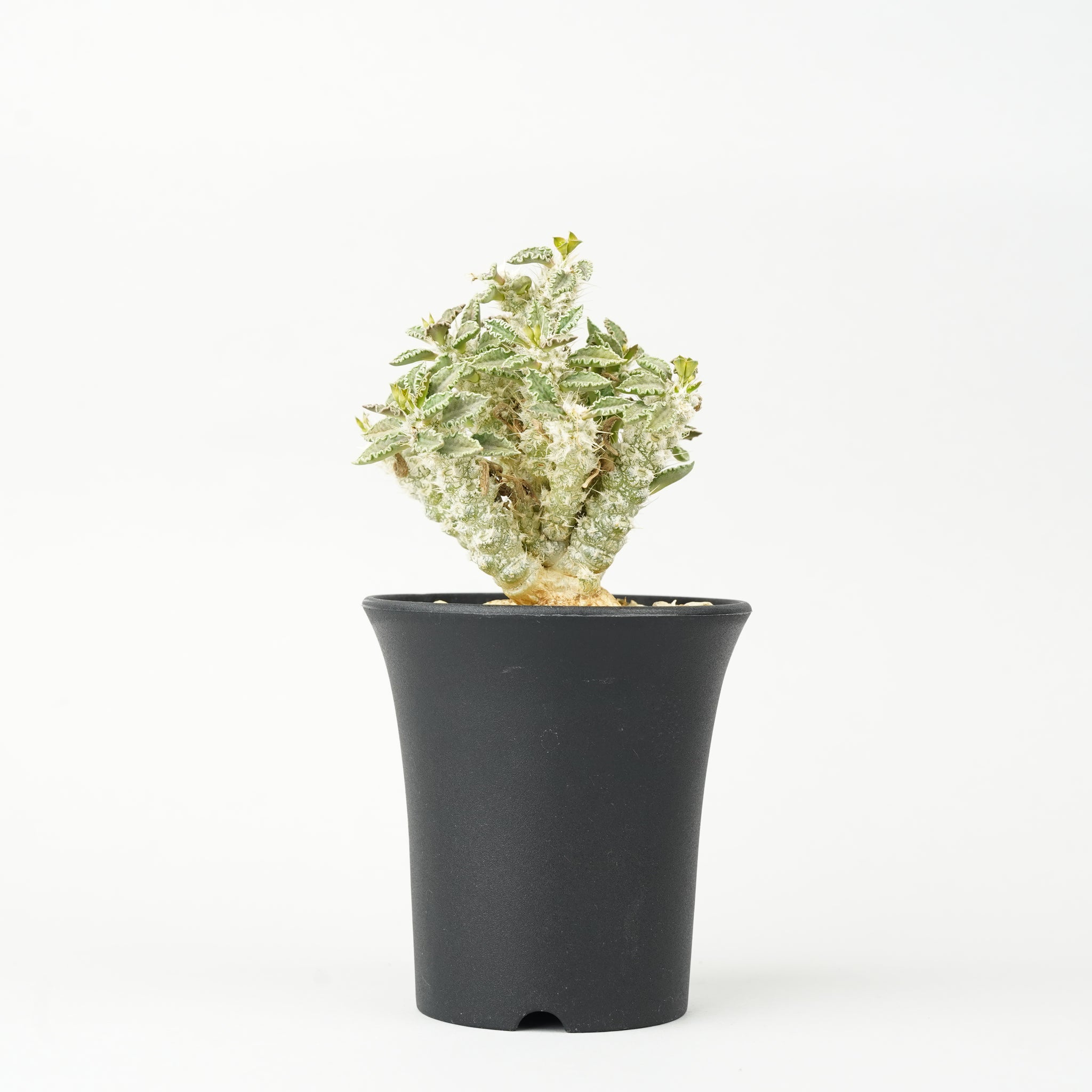 ユーフォルビア・トゥレアレンシス「Euphorbia tulearensis」/EU0348