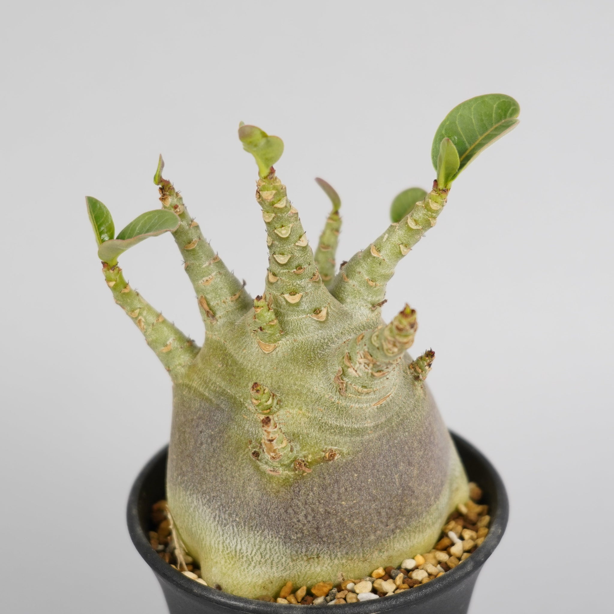 アデニウム アラビカム ドワーフ ブラック「Adenium arabicum dwarf BLACK」/AD0106