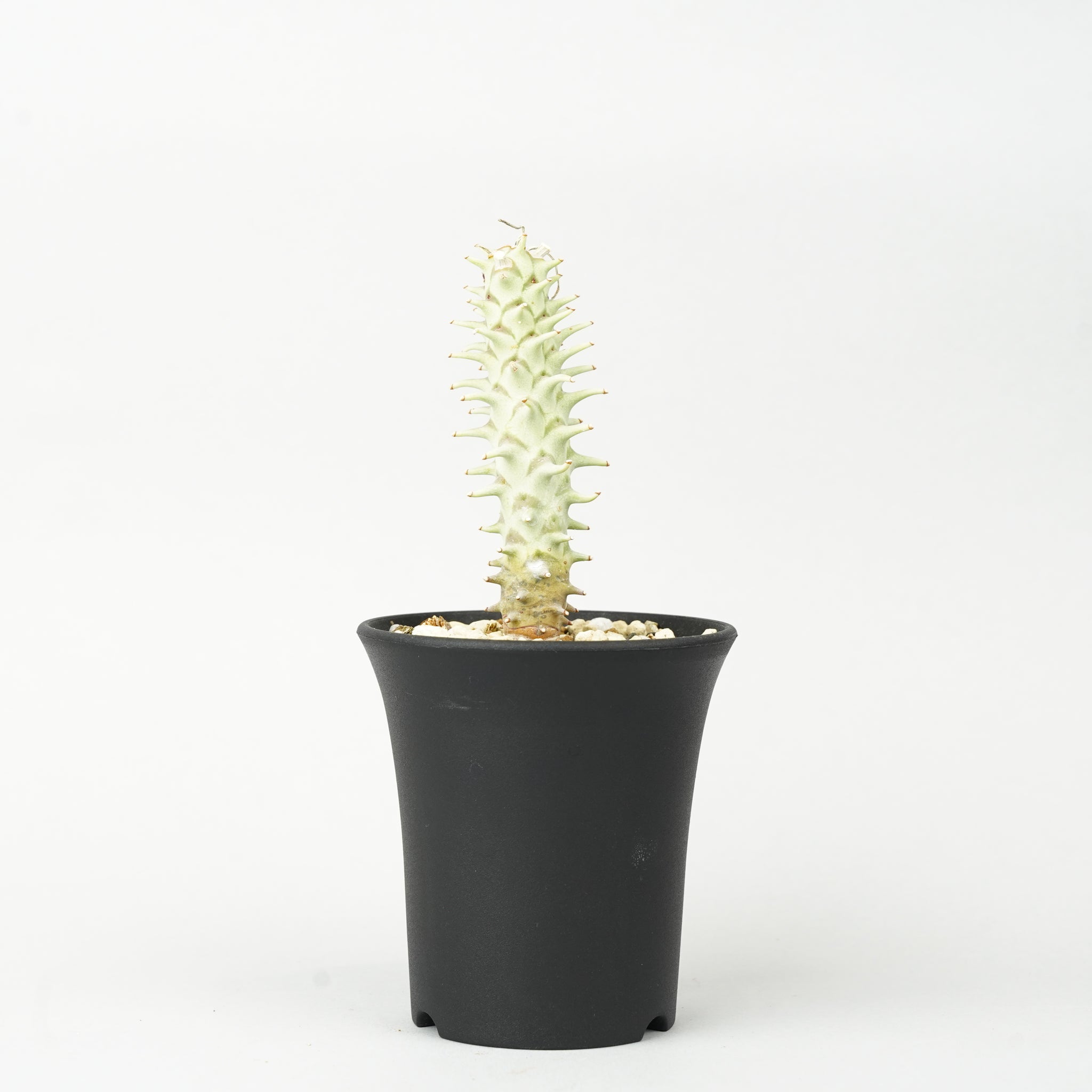 ユーフォルビア・ロンギツベルクローサ「Euphorbia longituberculosa」/EU0350