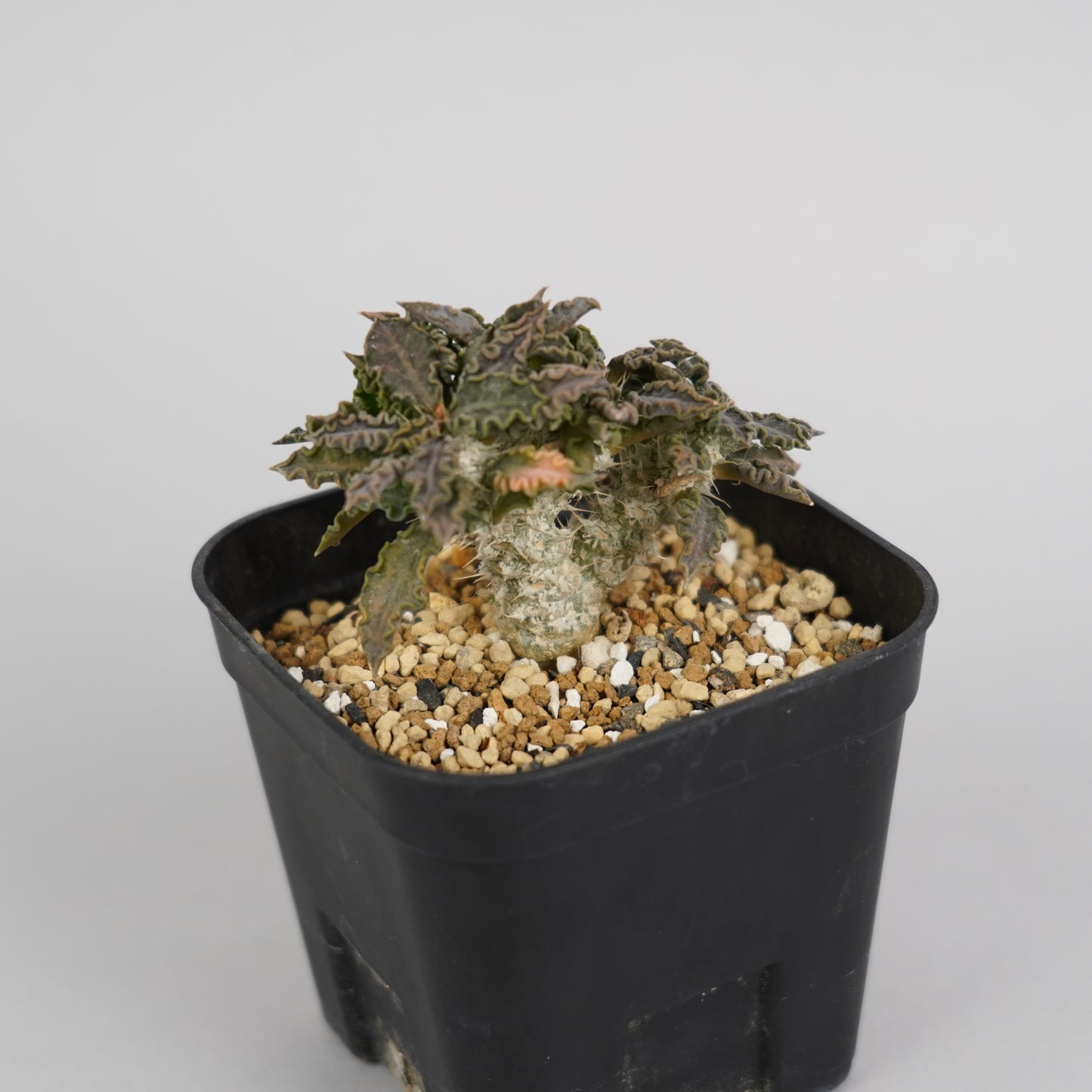 ユーフォルビア トゥレアレンシス 「Euphorbia tulearensis」/EU0031