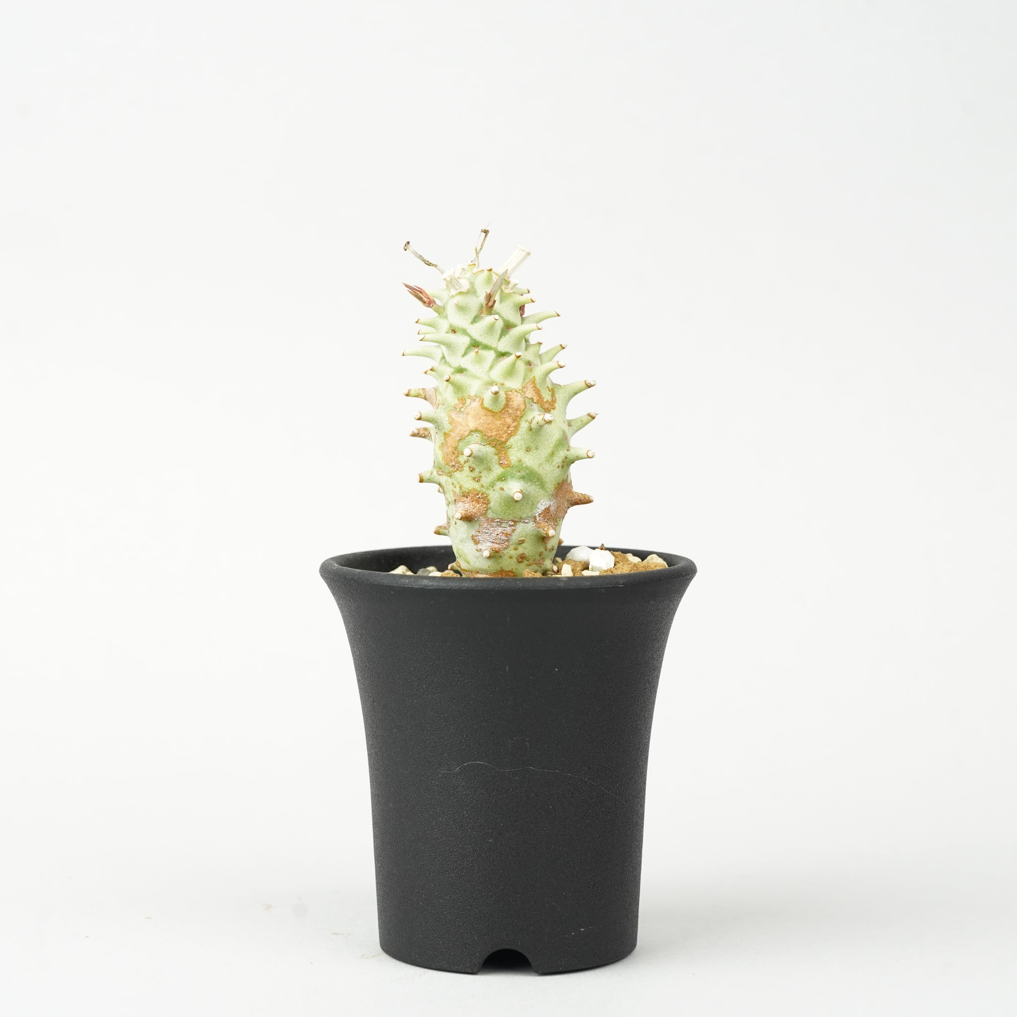 ユーフォルビア・ロンギツベルクローサ「Euphorbia longituberculosa」/EU0355