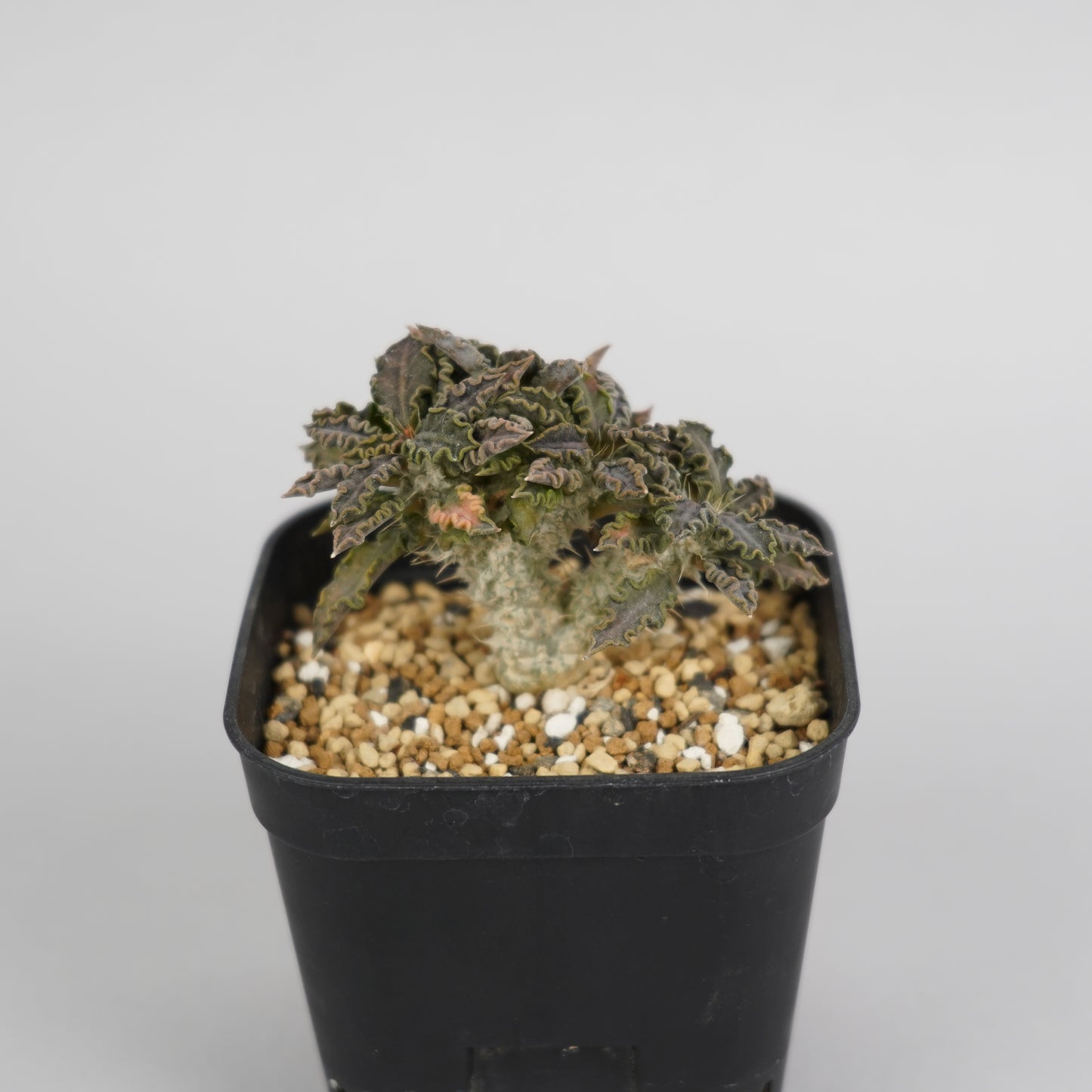 ユーフォルビア トゥレアレンシス 「Euphorbia tulearensis」/EU0031