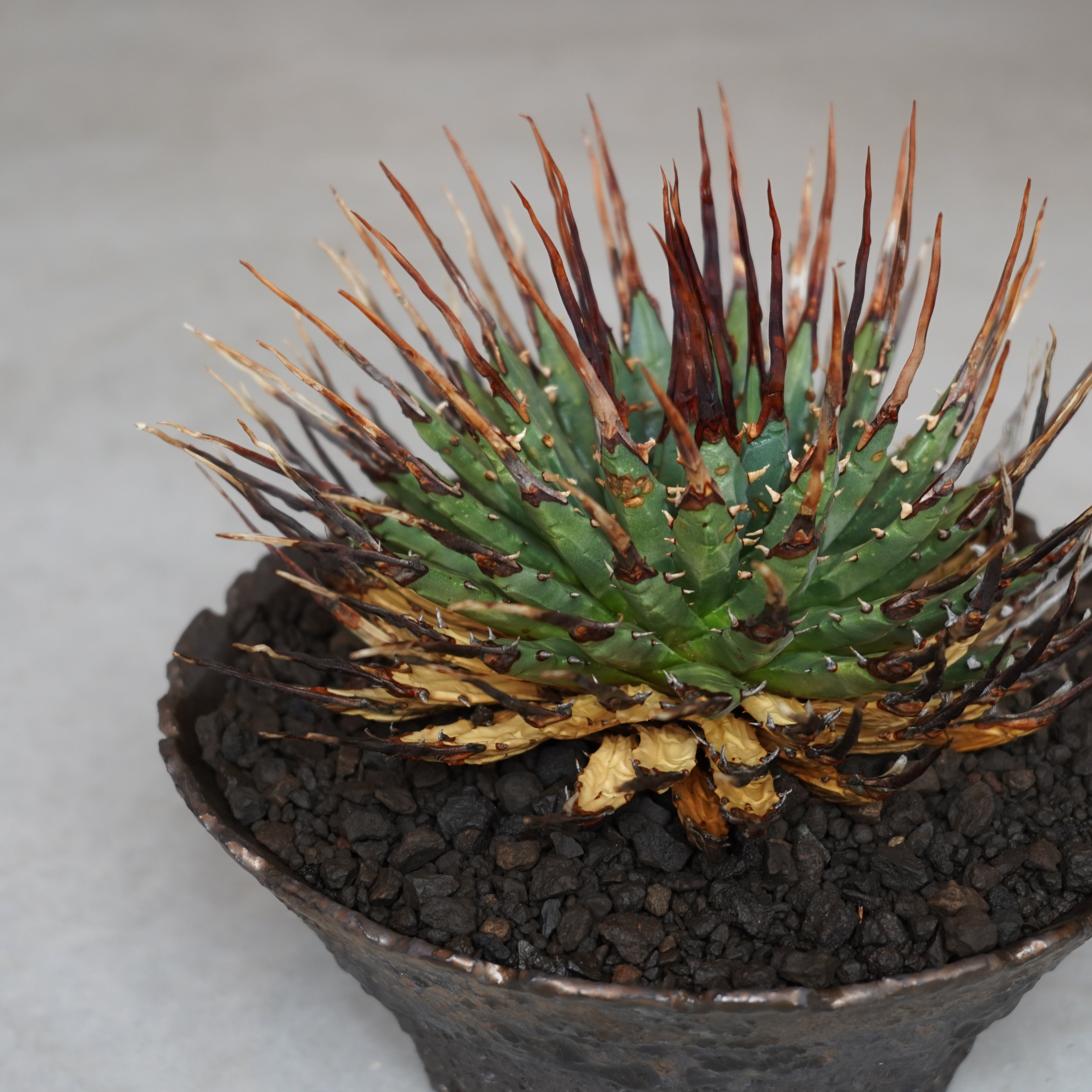 おしゃれな植木鉢や珍しい観葉植物を販売｜鉢と植物専門店 HACHI-8