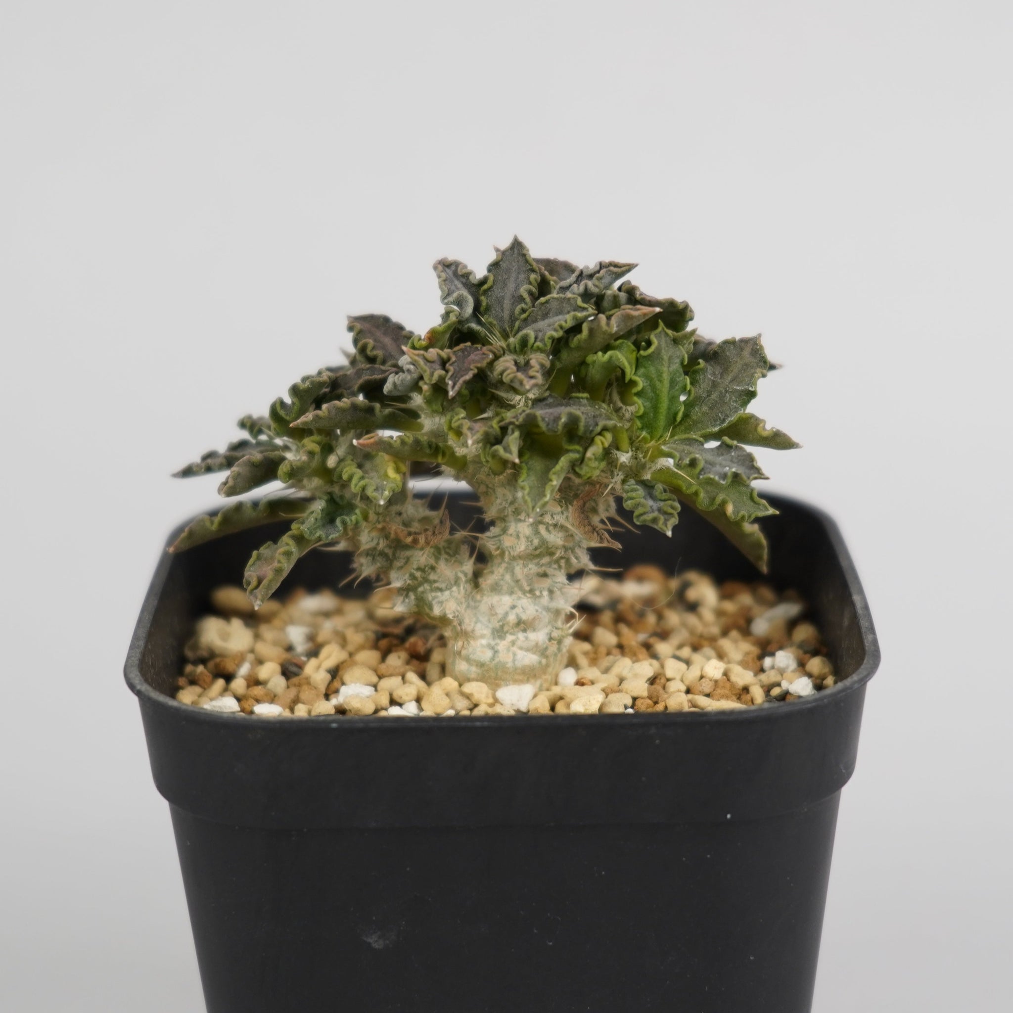 ユーフォルビア トゥレアレンシス 「Euphorbia tulearensis」/EU0031