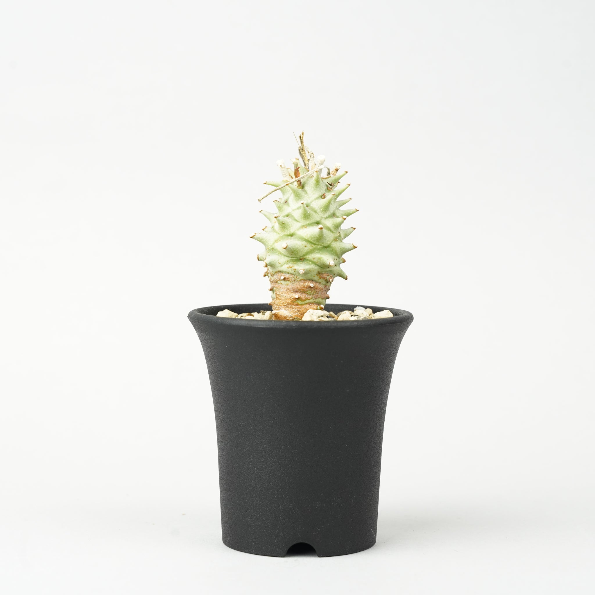 ユーフォルビア・ロンギツベルクローサ「Euphorbia longituberculosa」/EU0354