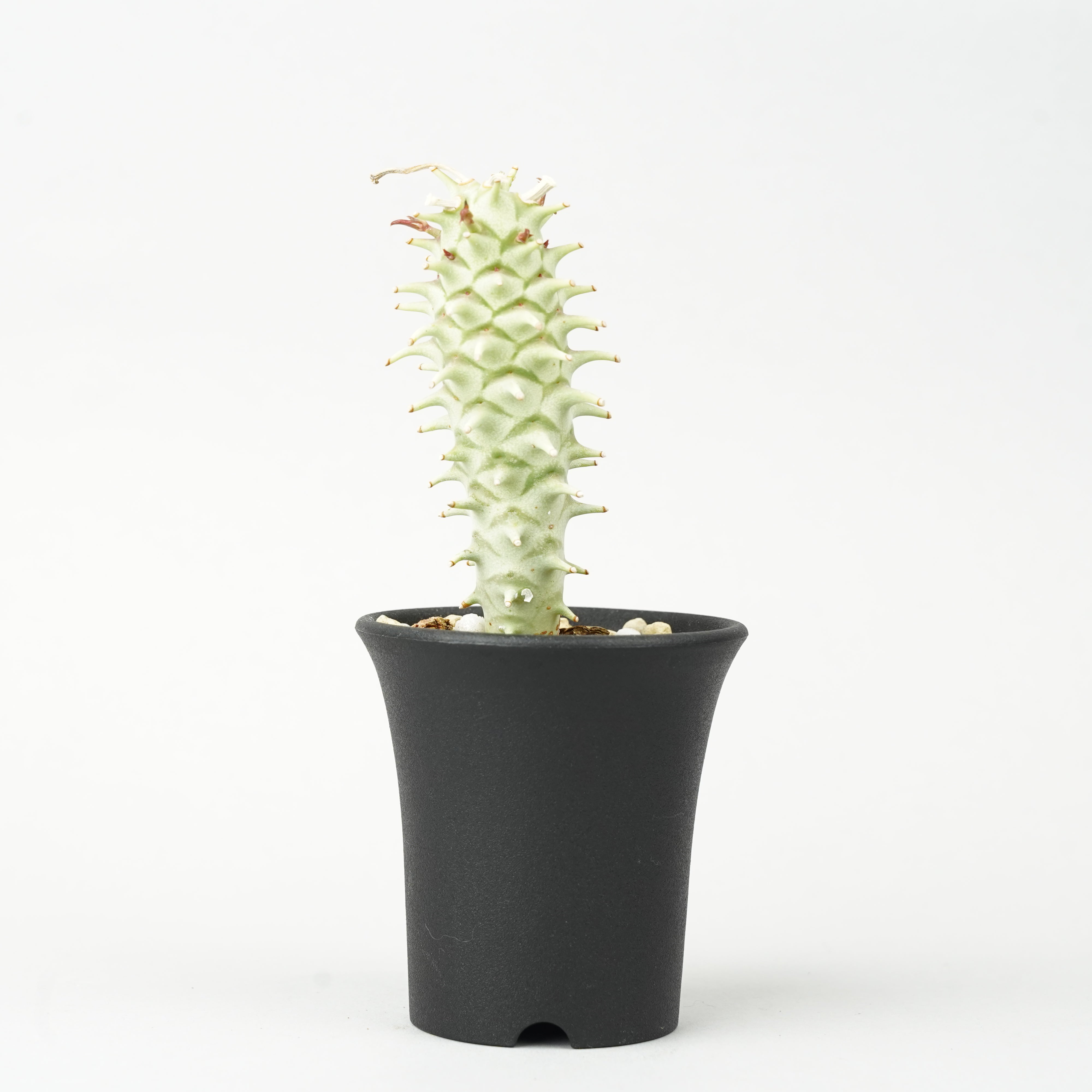 ユーフォルビア・ロンギツベルクローサ「Euphorbia longituberculosa