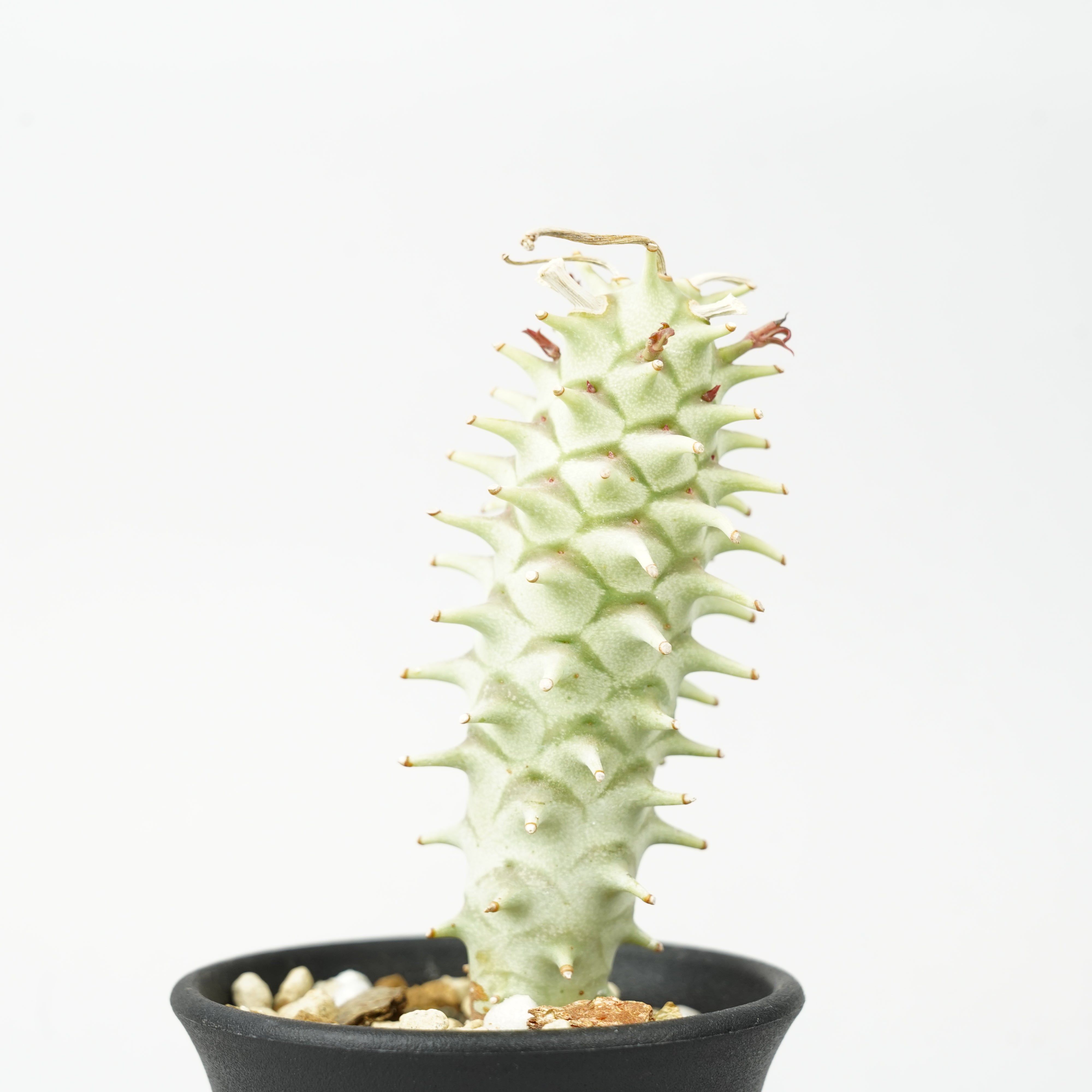 ユーフォルビア ロンギツベルクローサ ユーフォルビア・ロンギツベルクローサ「Euphorbia