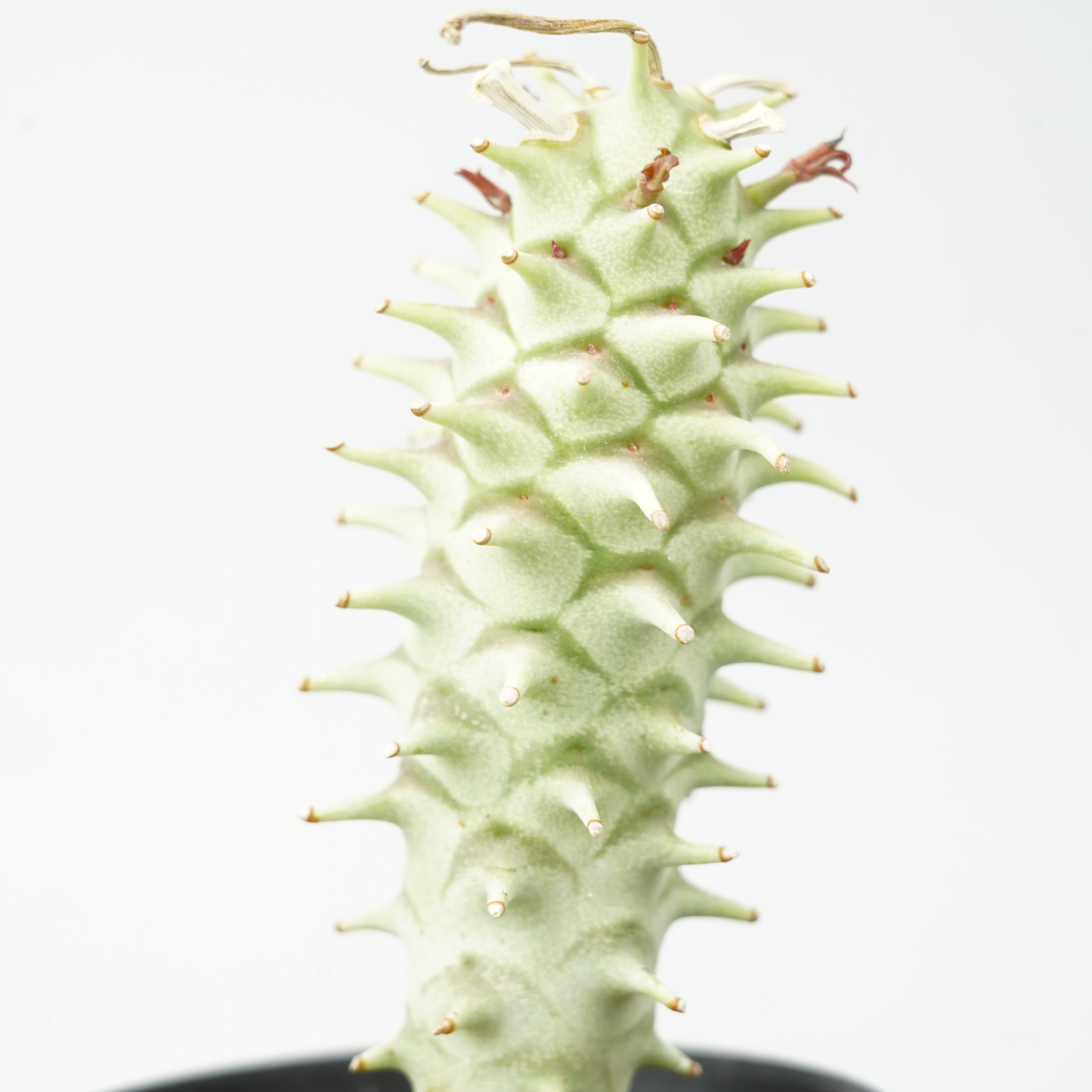 ユーフォルビア・ロンギツベルクローサ「Euphorbia