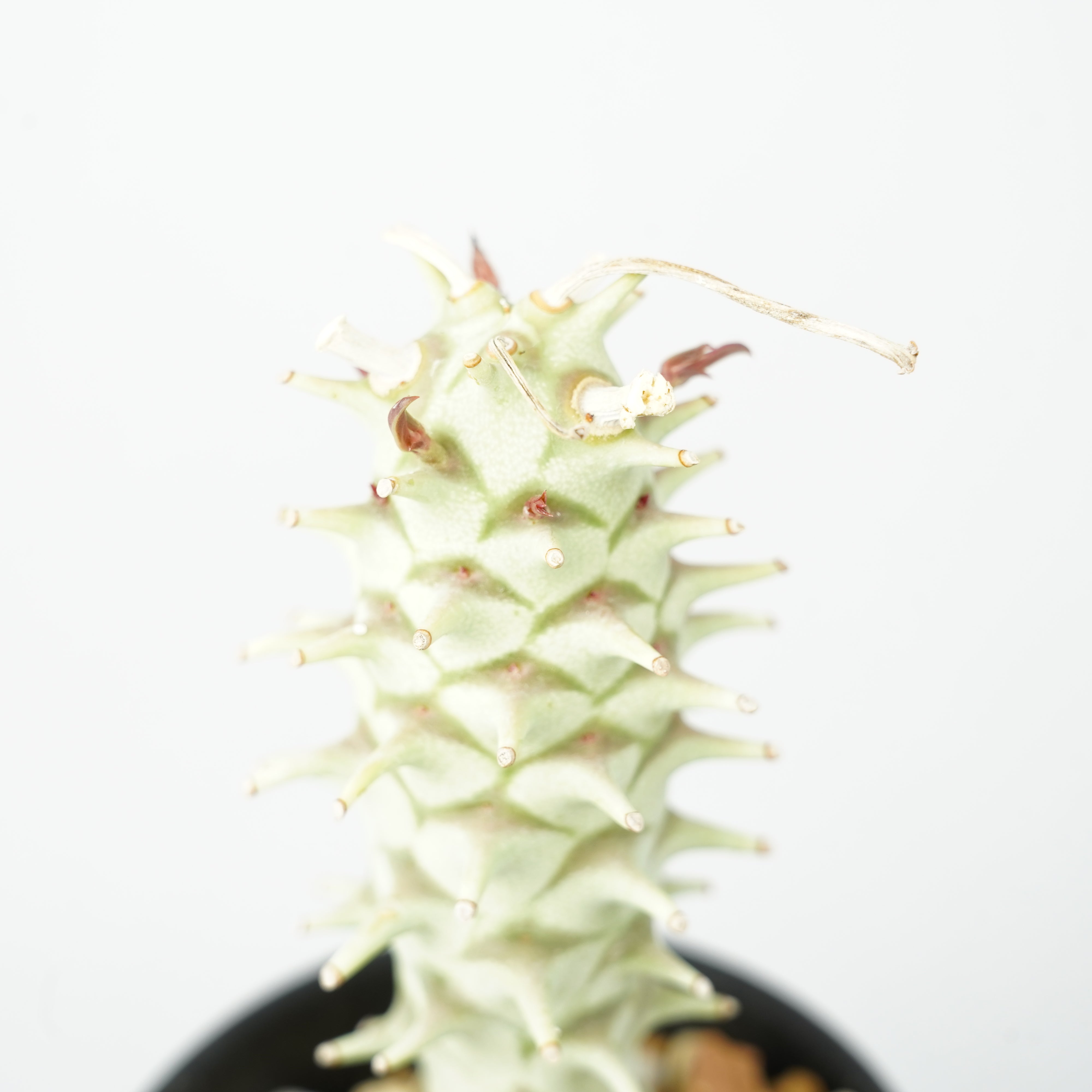 ユーフォルビア・ロンギツベルクローサ「Euphorbia