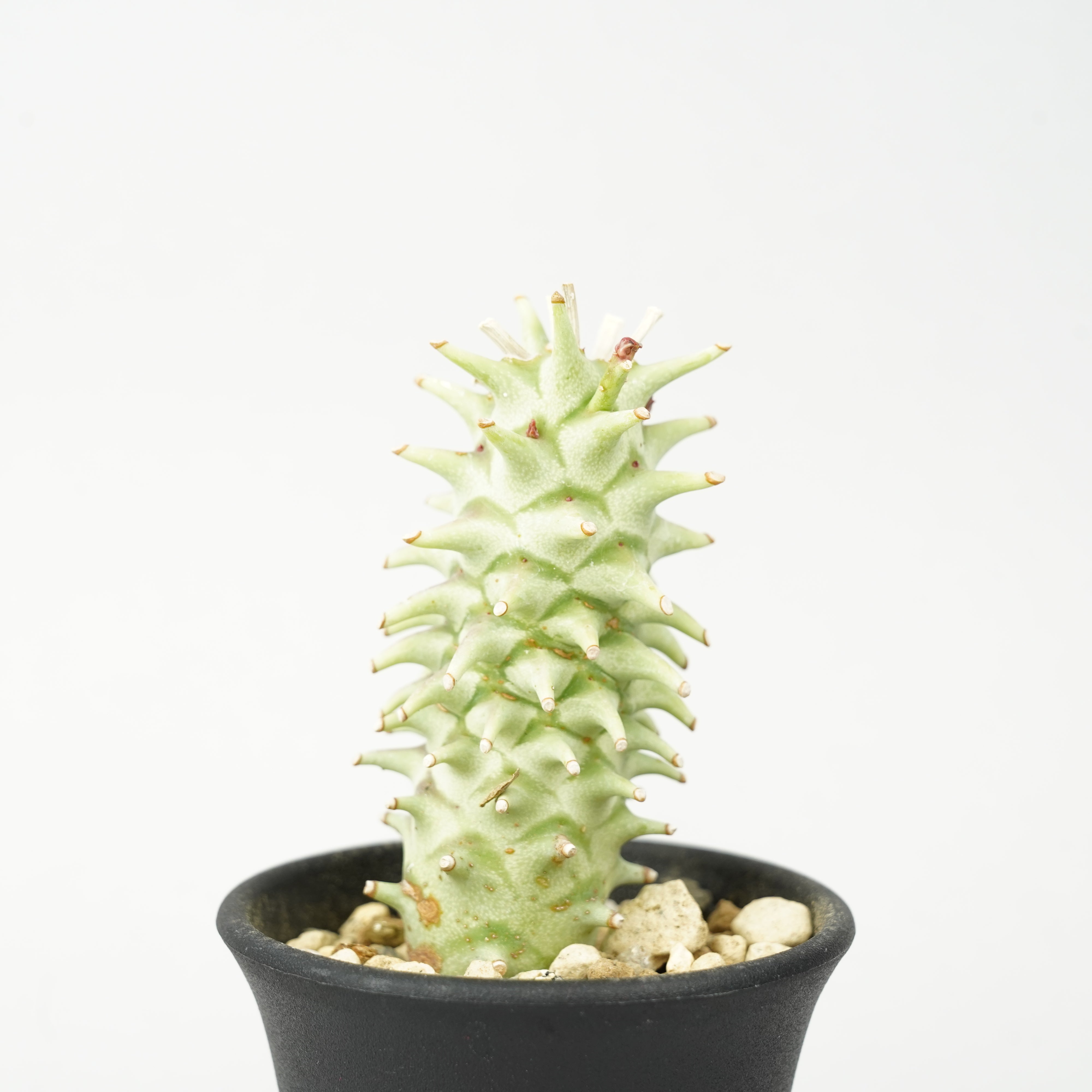 ユーフォルビア・ロンギツベルクローサ「Euphorbia longituberculosa