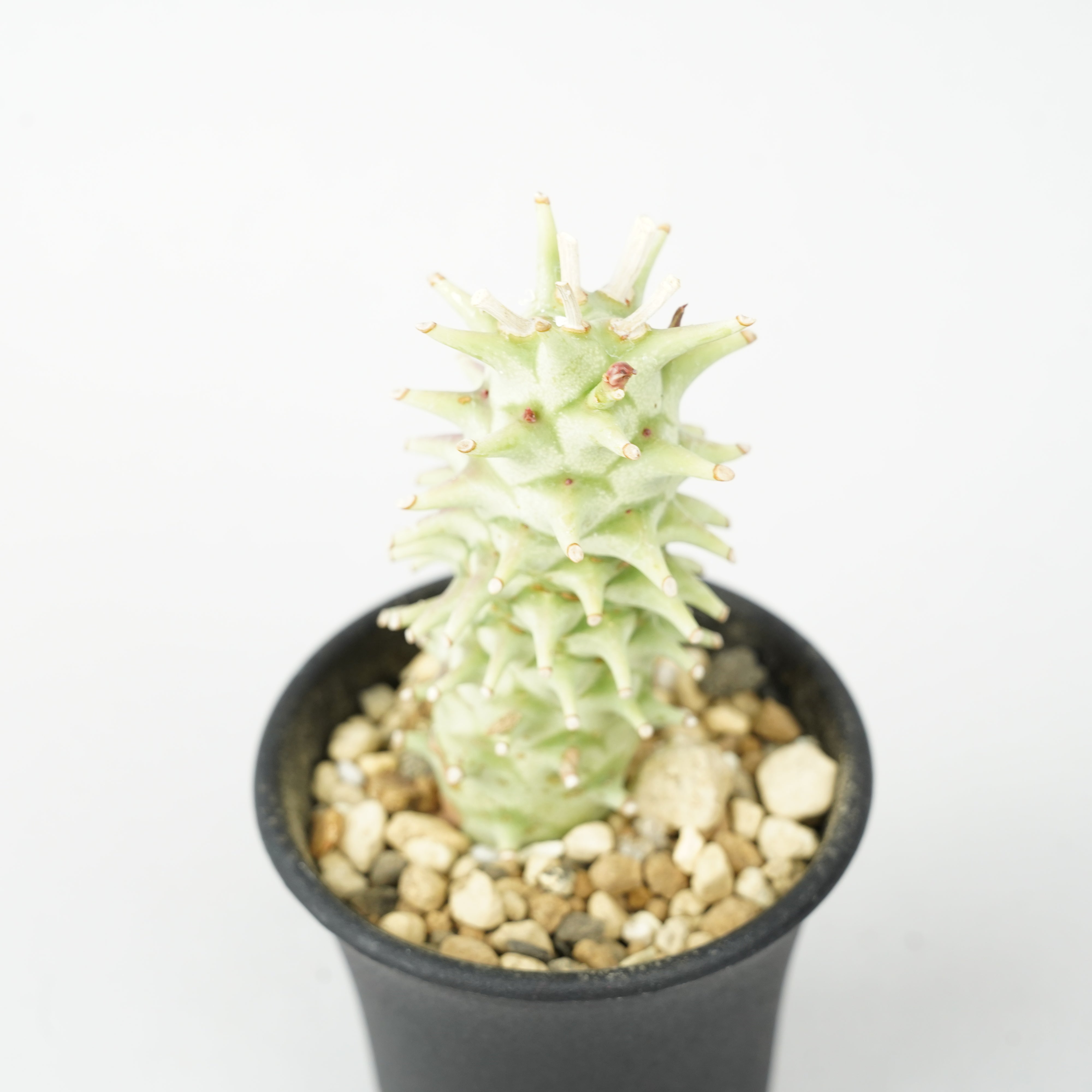 ユーフォルビア・ロンギツベルクローサ「Euphorbia longituberculosa