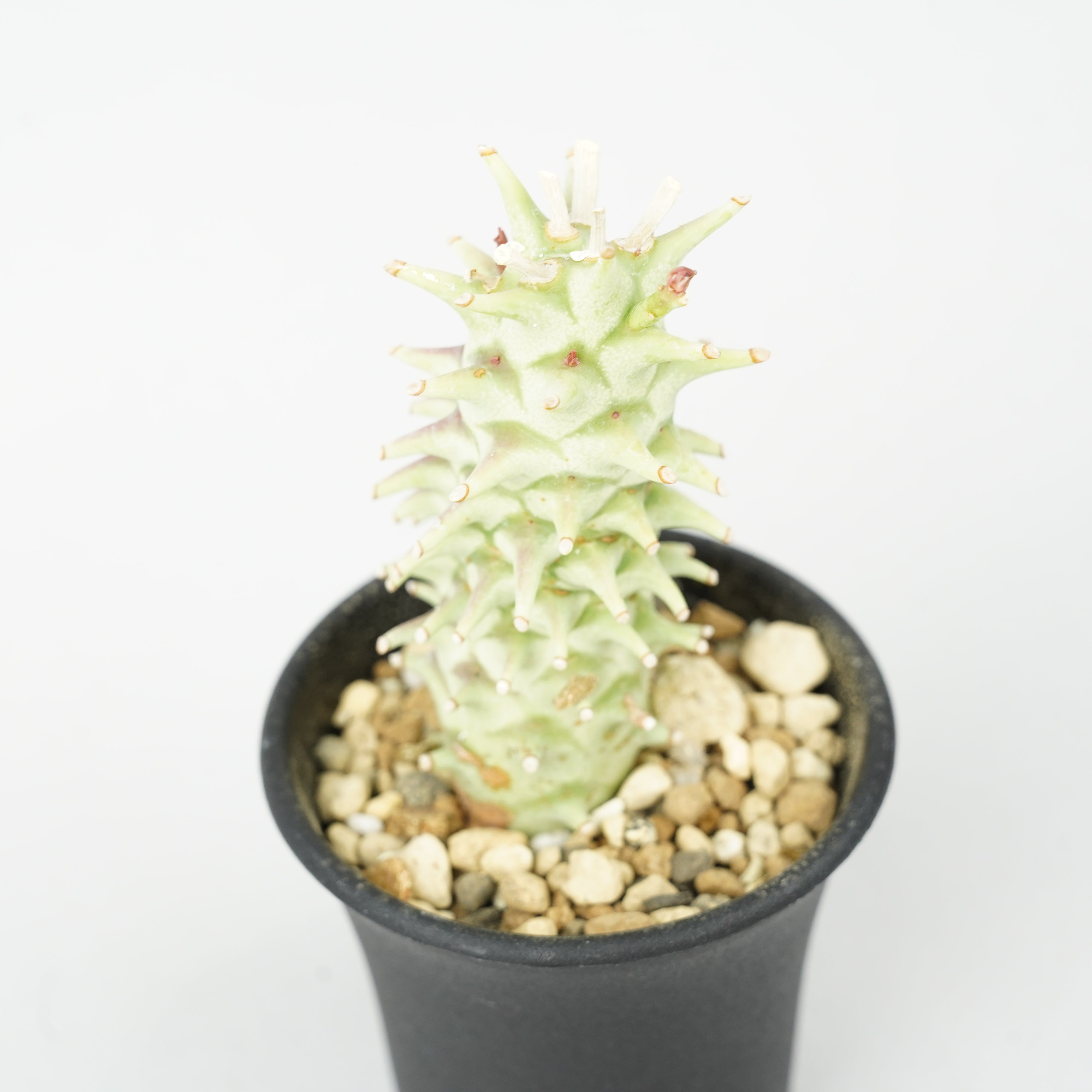 ユーフォルビア・ロンギツベルクローサ「Euphorbia longituberculosa