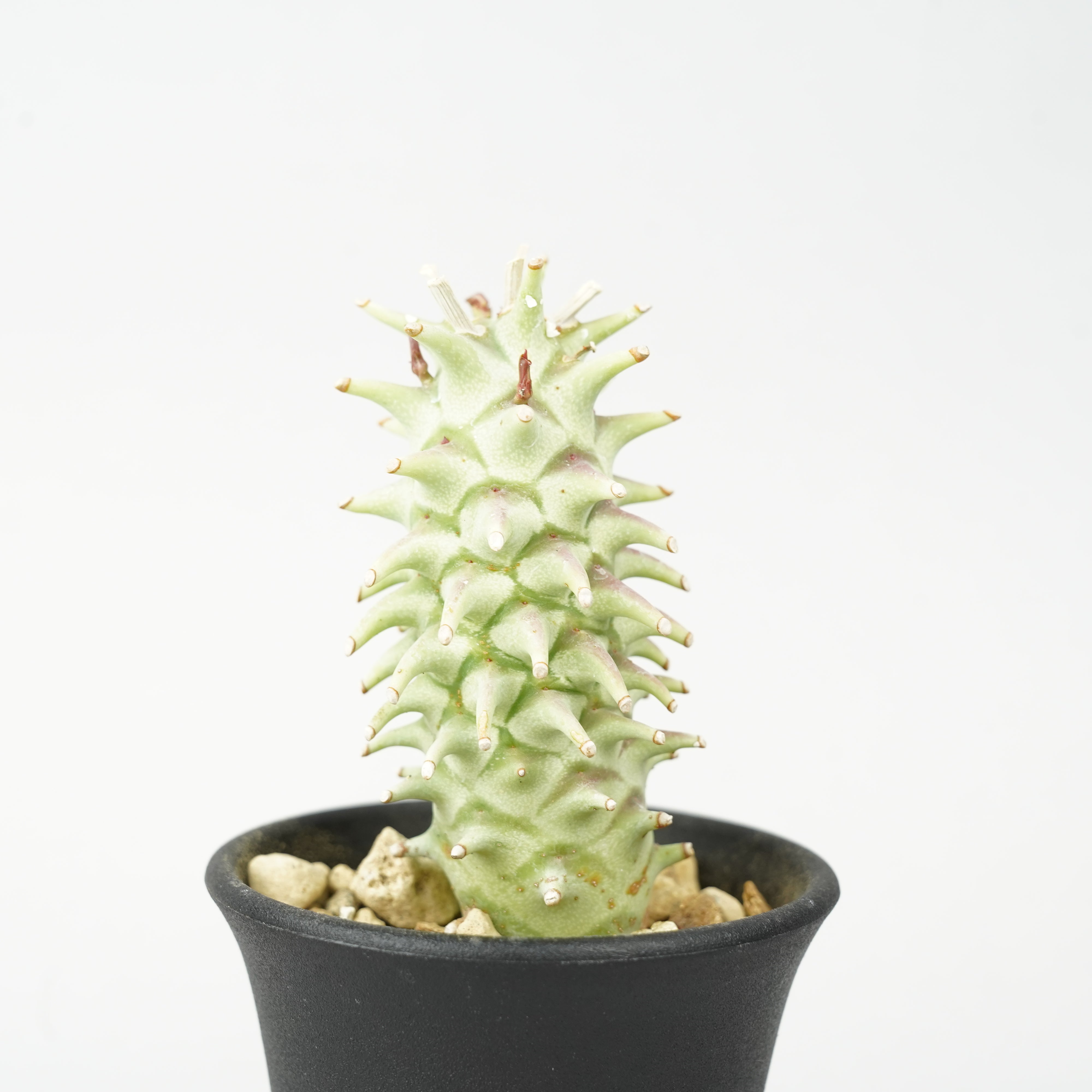 EMP ユーフォルビア ロンギツベクローサ 実生 / Yu174 ユーフォルビア・ロンギツベルクローサ「Euphorbia longituberculosa