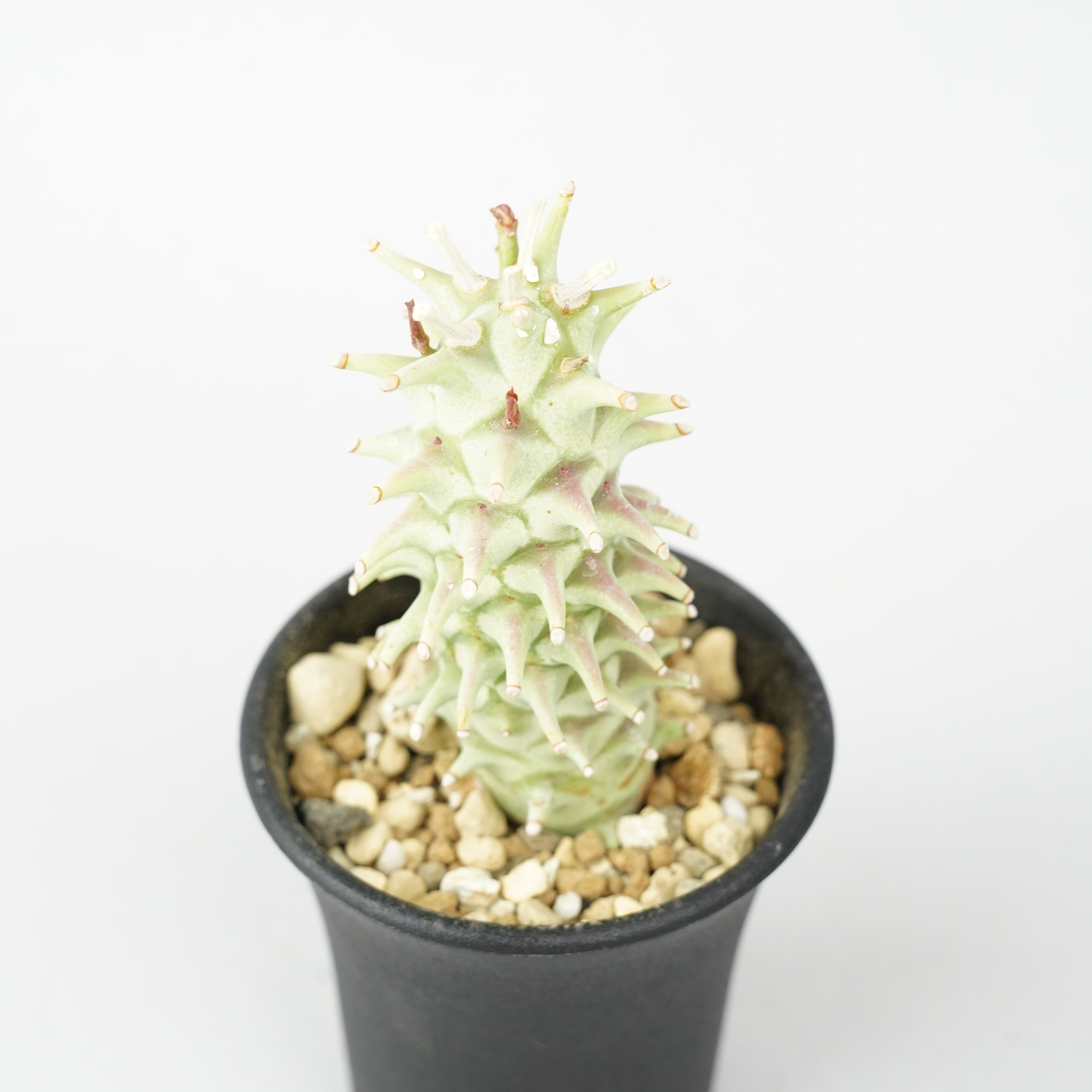 ユーフォルビア・ロンギツベルクローサ「Euphorbia longituberculosa