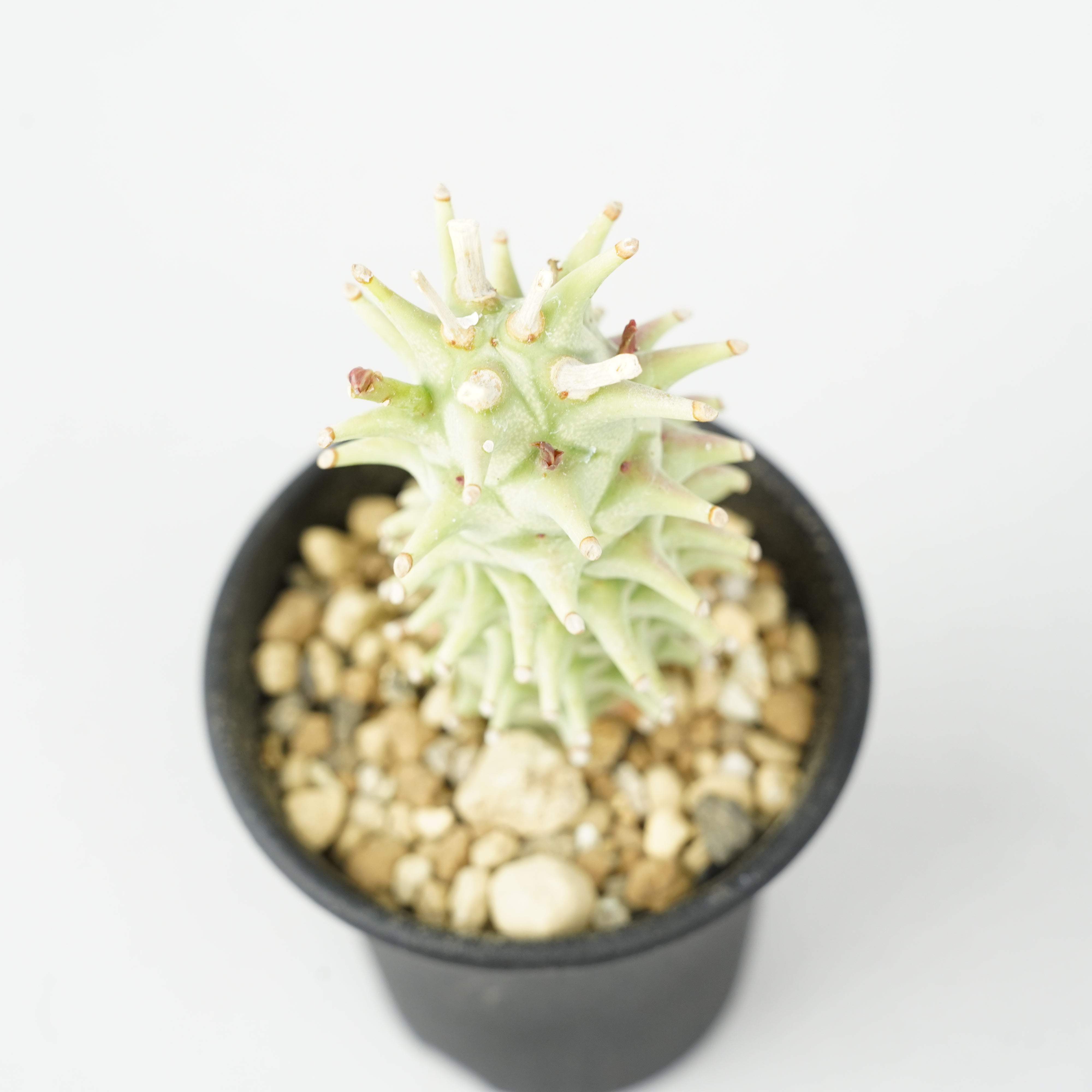 ユーフォルビア・ロンギツベルクローサ「Euphorbia longituberculosa