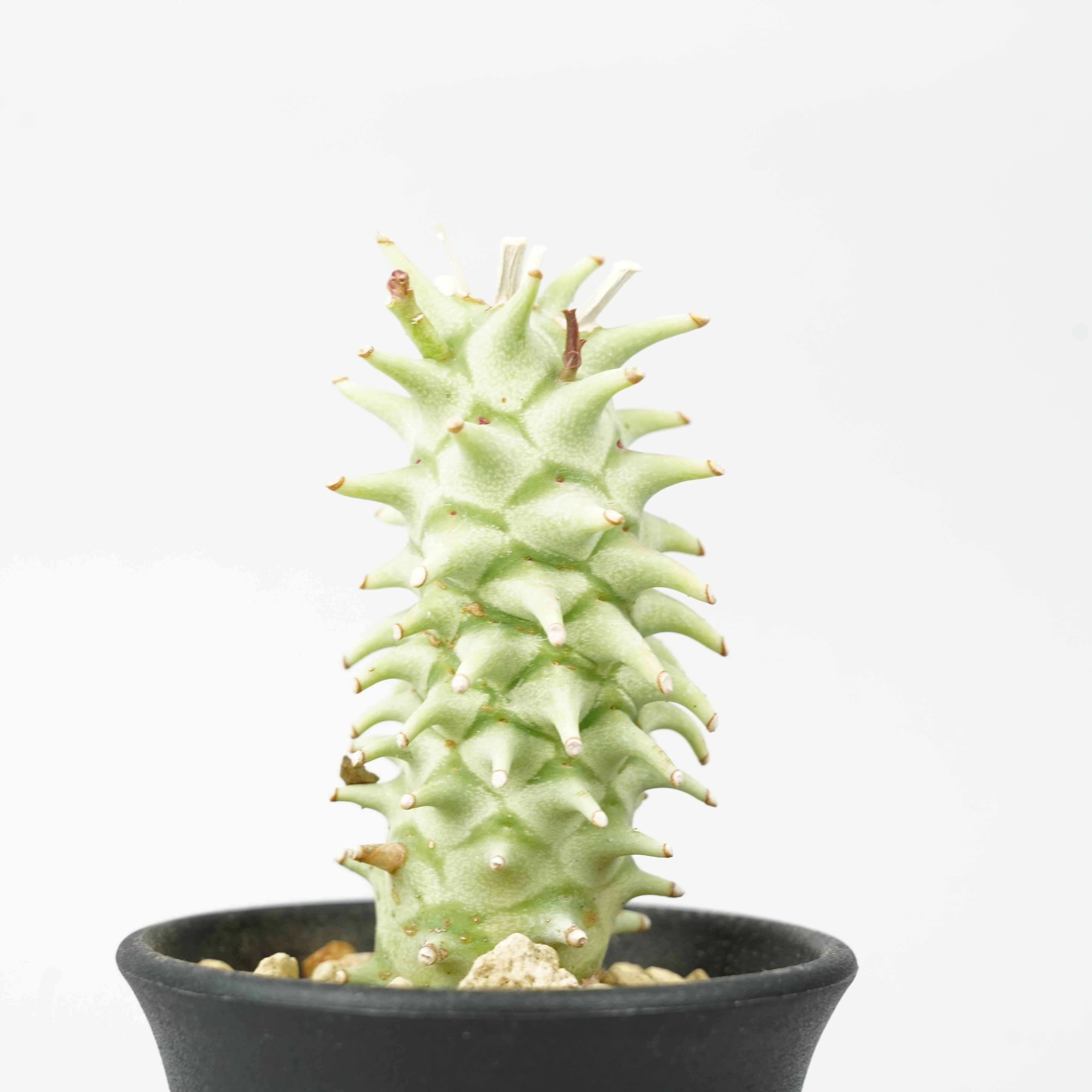 ユーフォルビア・ロンギツベルクローサ「Euphorbia longituberculosa