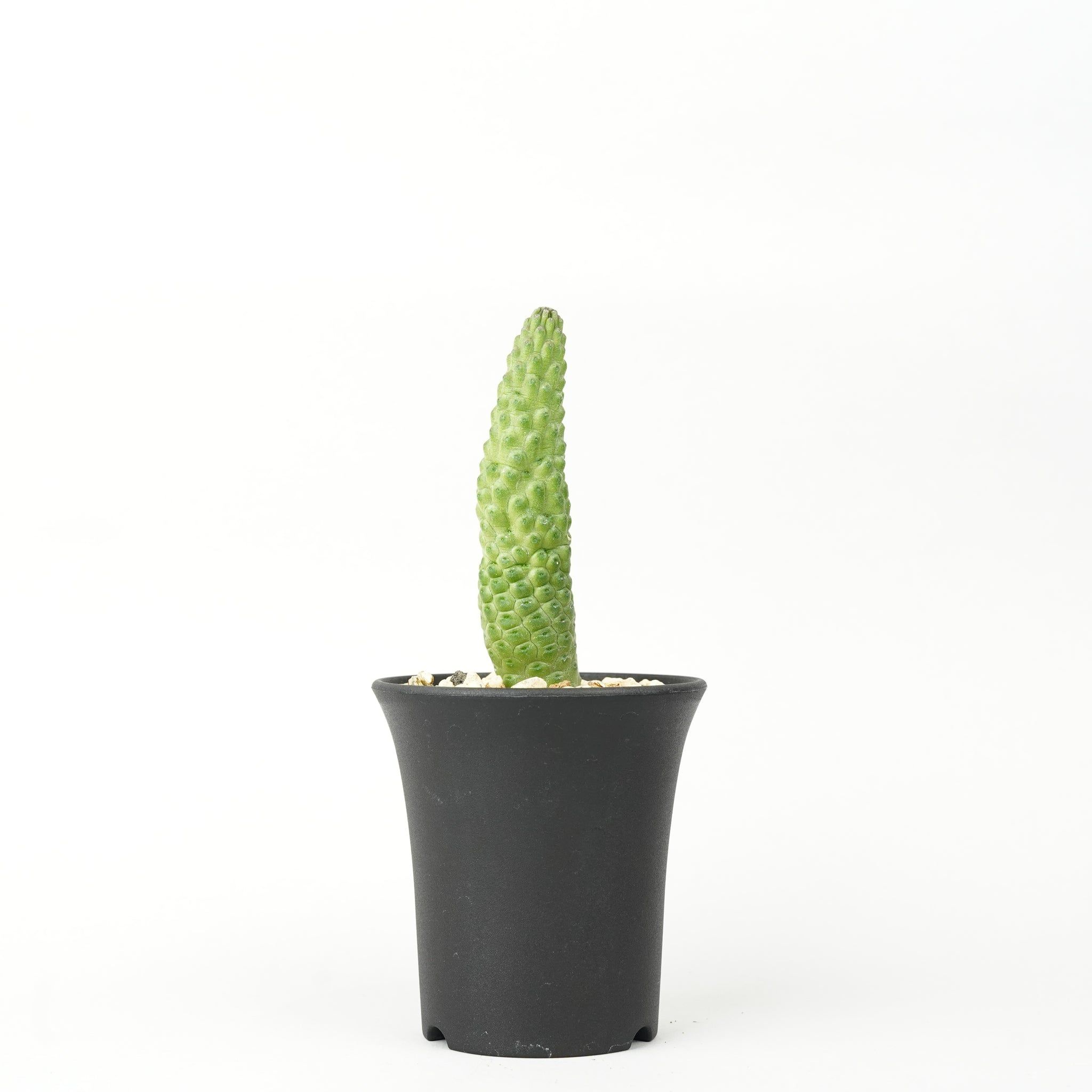 ラリエアキア・カクティフォルメ「Lariaceae cactiforme」/ET228
