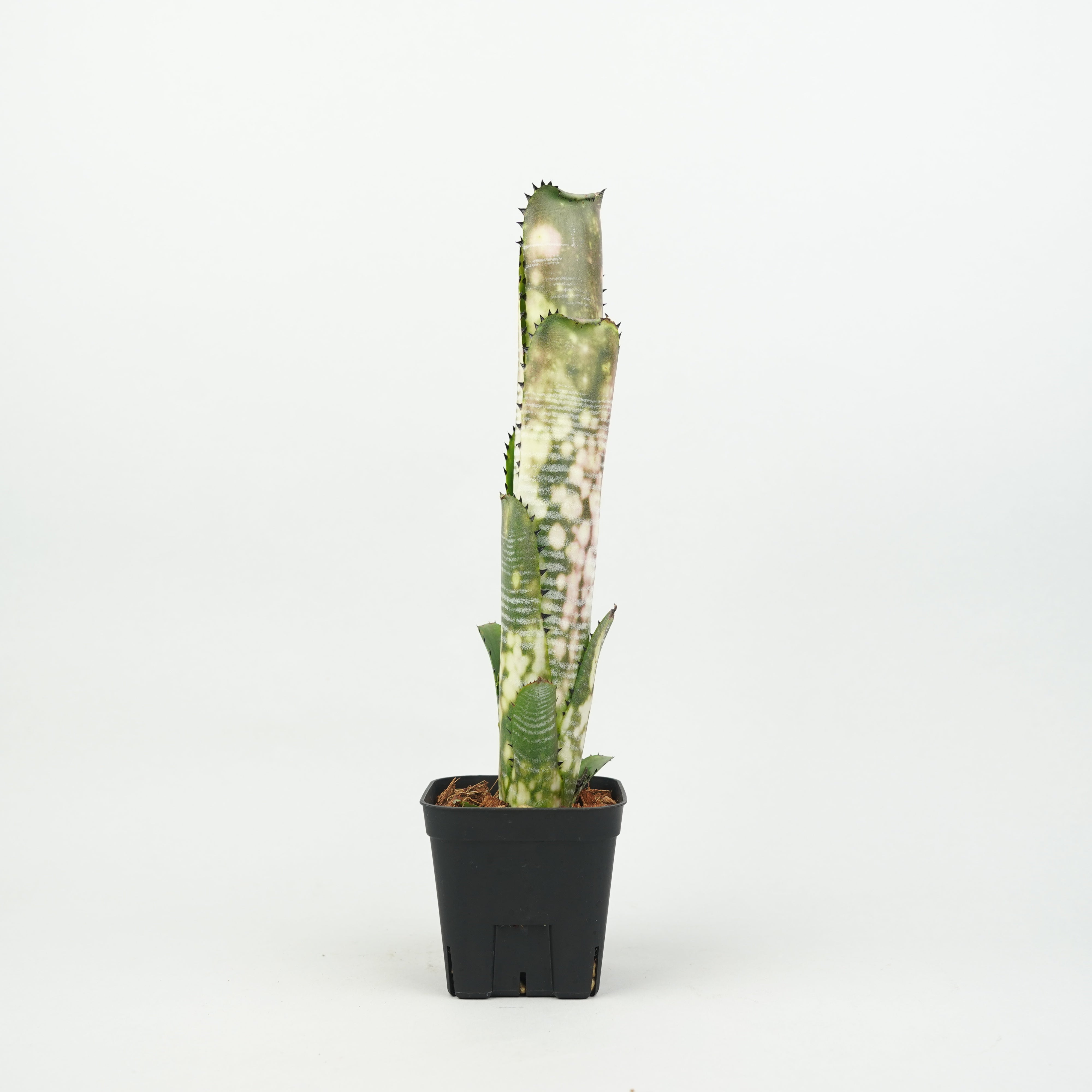 Billbergia Domingos Martins　ビルベルギア ビルベルギア・ドミンゴス・マルティンス「Billbergia 'Domingos