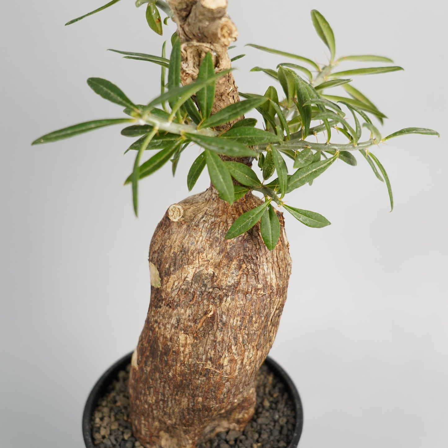 パキポディウム ビスピノーサム「Pachypodium bispinosum」/PA0055　③