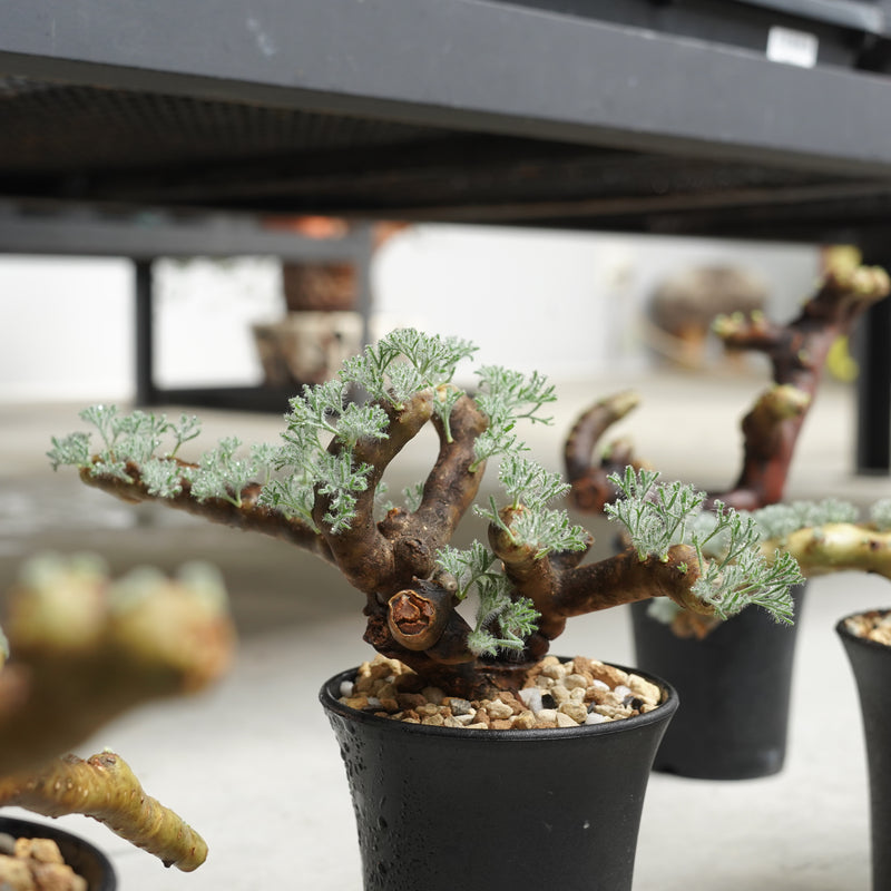 植物/冬型植物/すべて