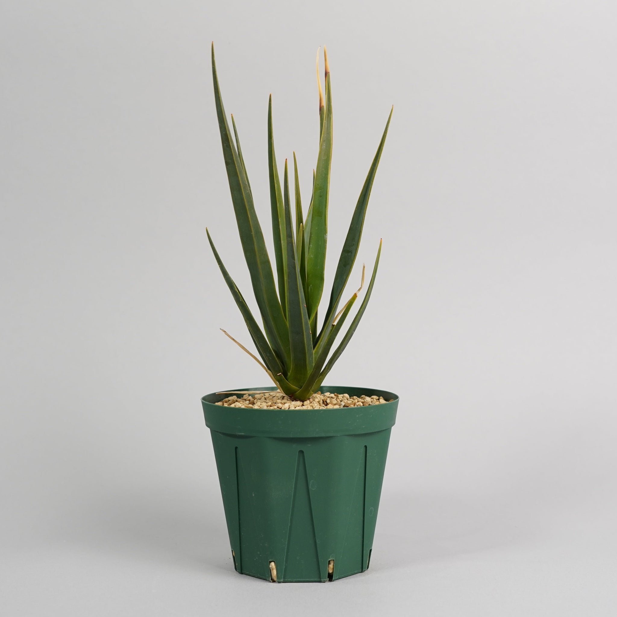 ドラセナ シナバリ「Dracaena cinnabari」/ET0213　②