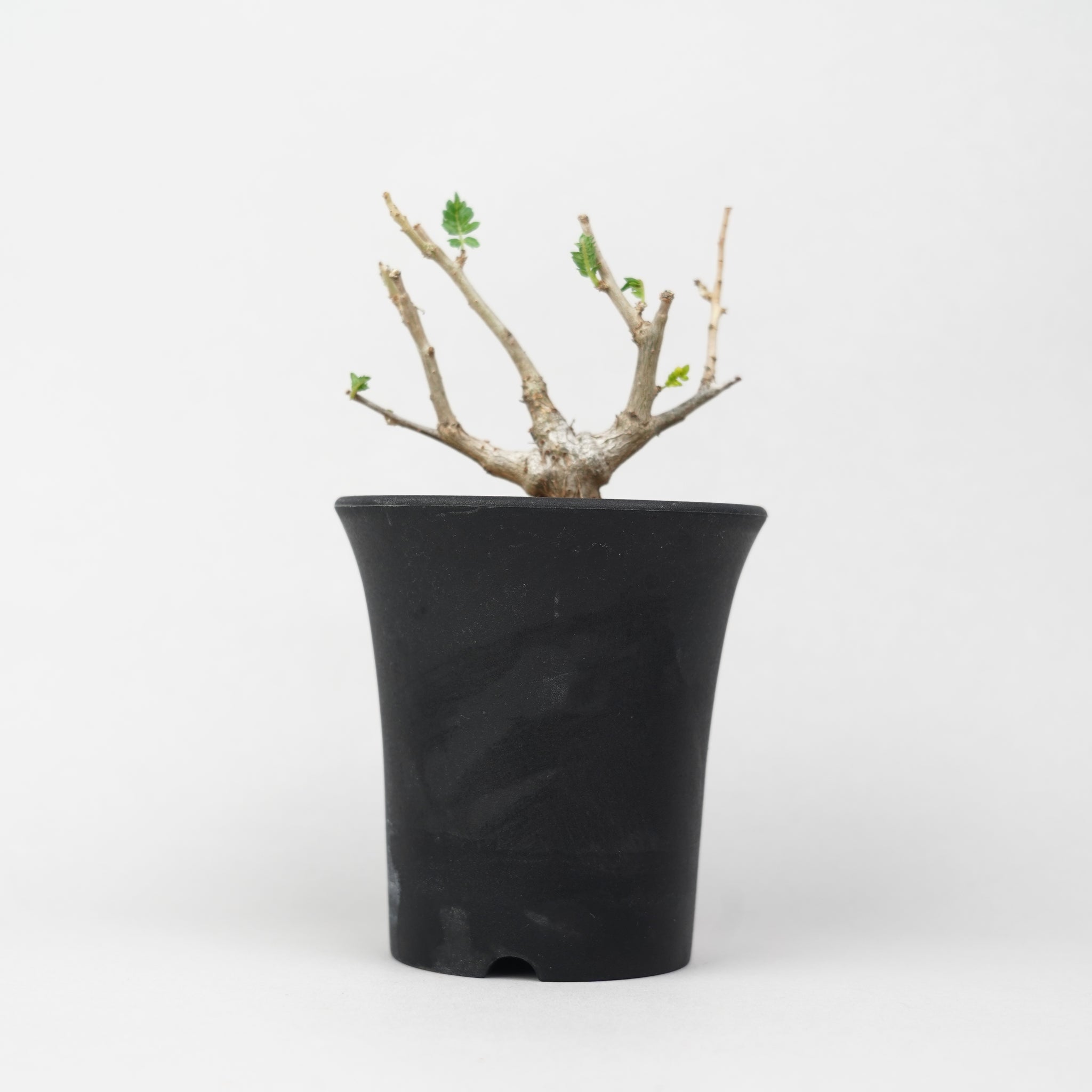 植物/ネグレクタ – Hachi-8