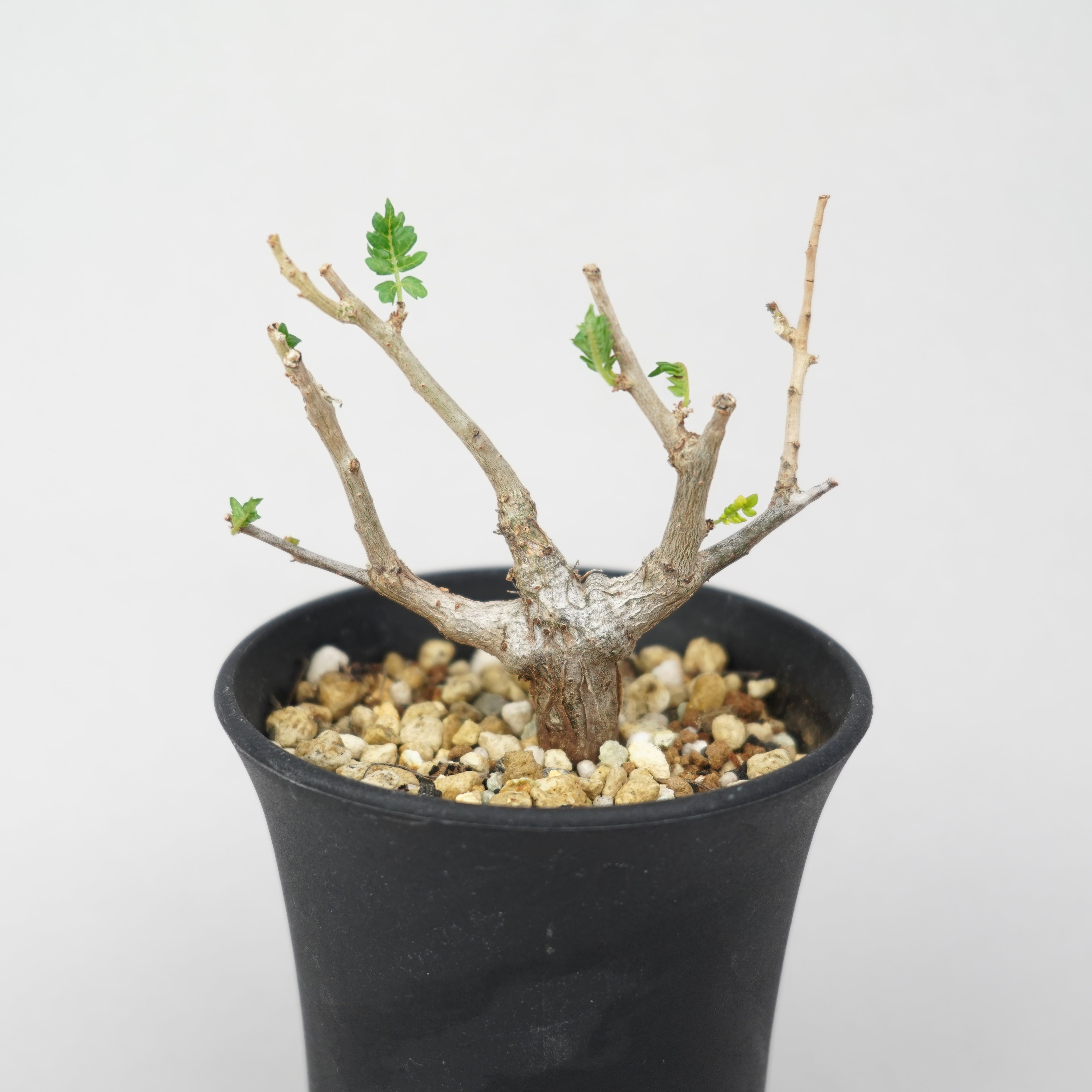 ボスウェリア・ネグレクタ 実生「Boswellia Neglecta seedling