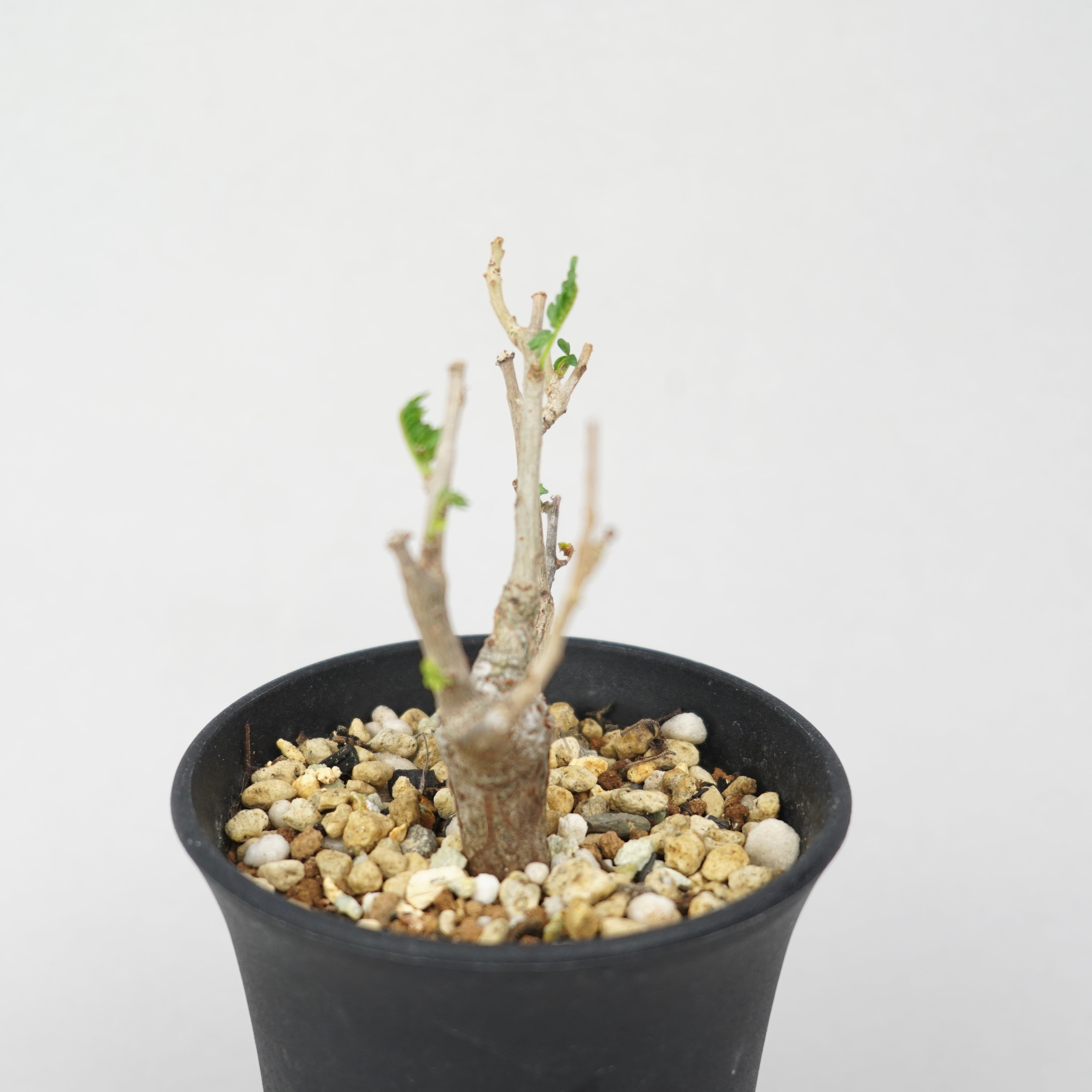 ボスウェリア・ネグレクタ 実生「Boswellia Neglecta seedling