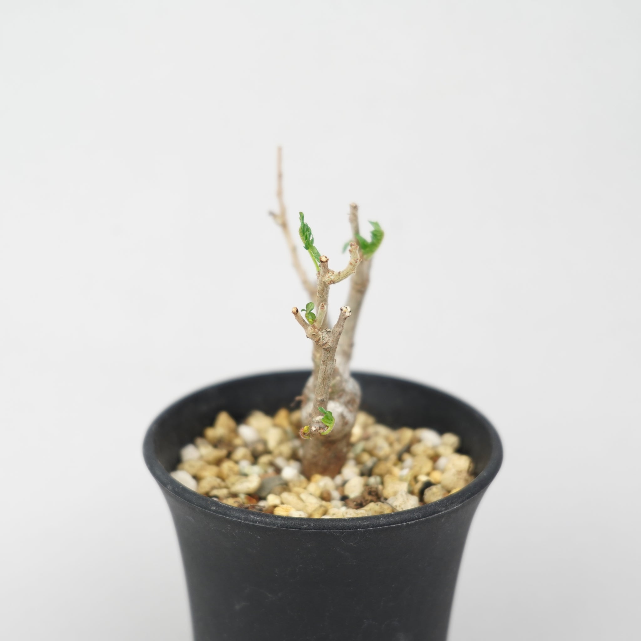 ボスウェリア・ネグレクタ 実生「Boswellia Neglecta seedling 