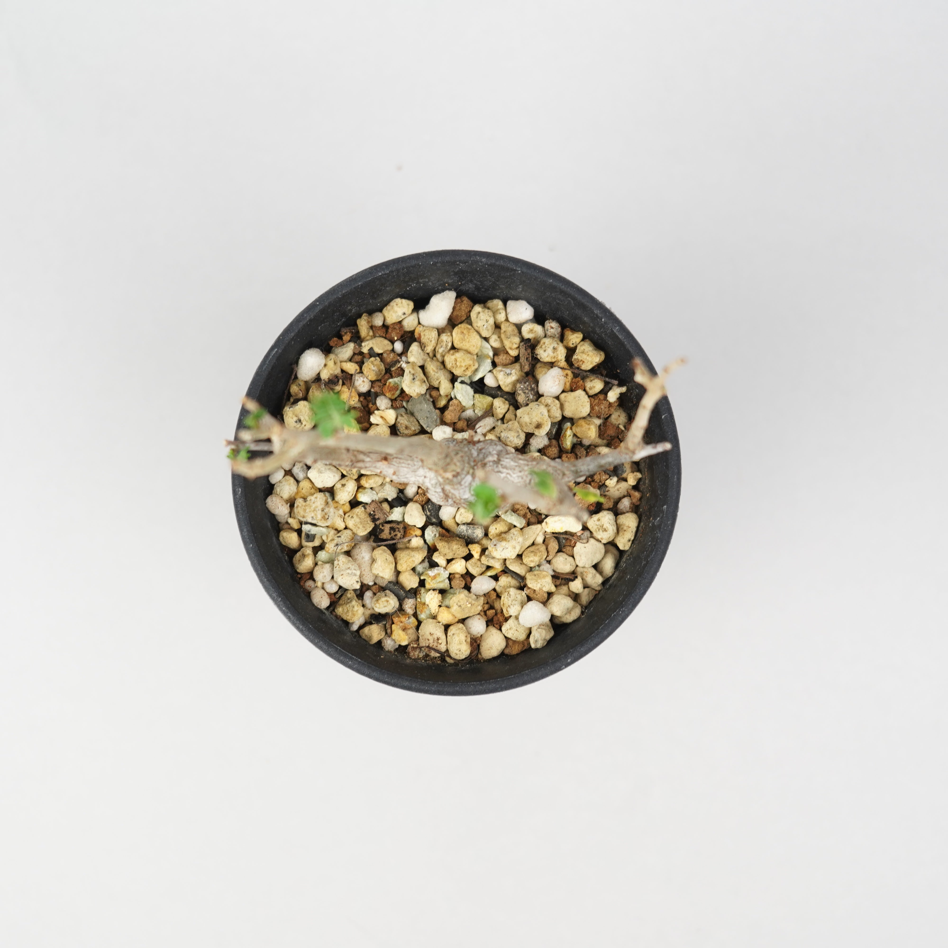 ボスウェリア・ネグレクタ 実生「Boswellia Neglecta seedling