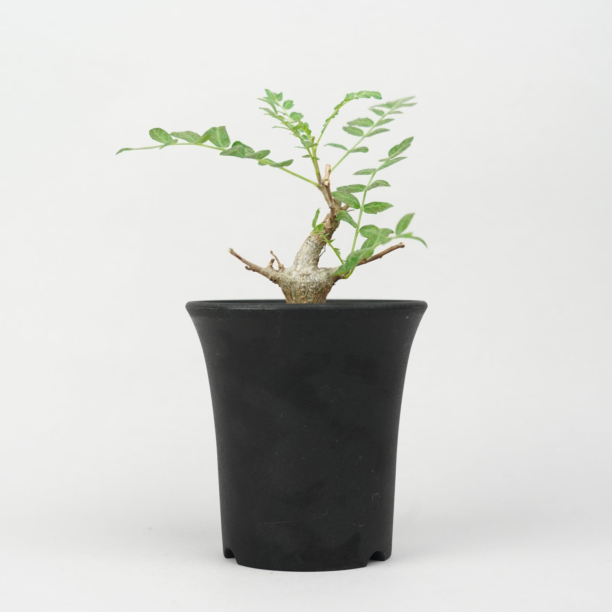 Boswellia neglecta【ボスウェリア・ネグレクタ】 | RIMO'S GREEN 【Saboten & Succulent】 ボスウェネグレクタ 実生 2株セット N-3.4