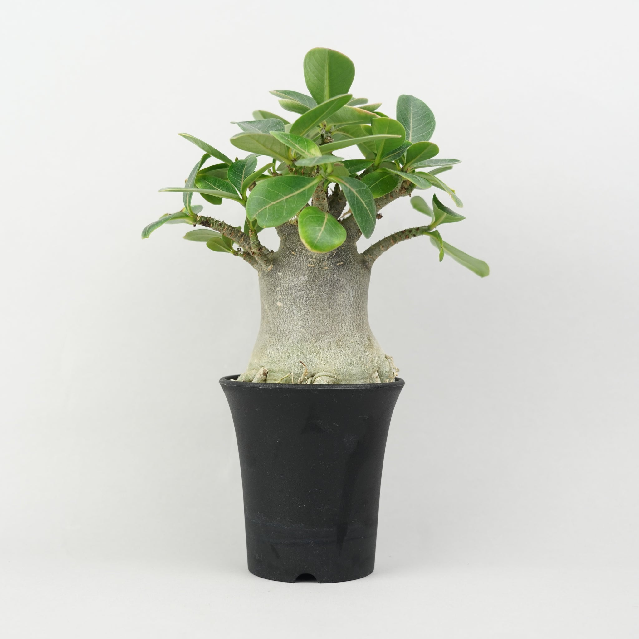 HACHI-8公式】アデニウム -Adenium- – Hachi-8