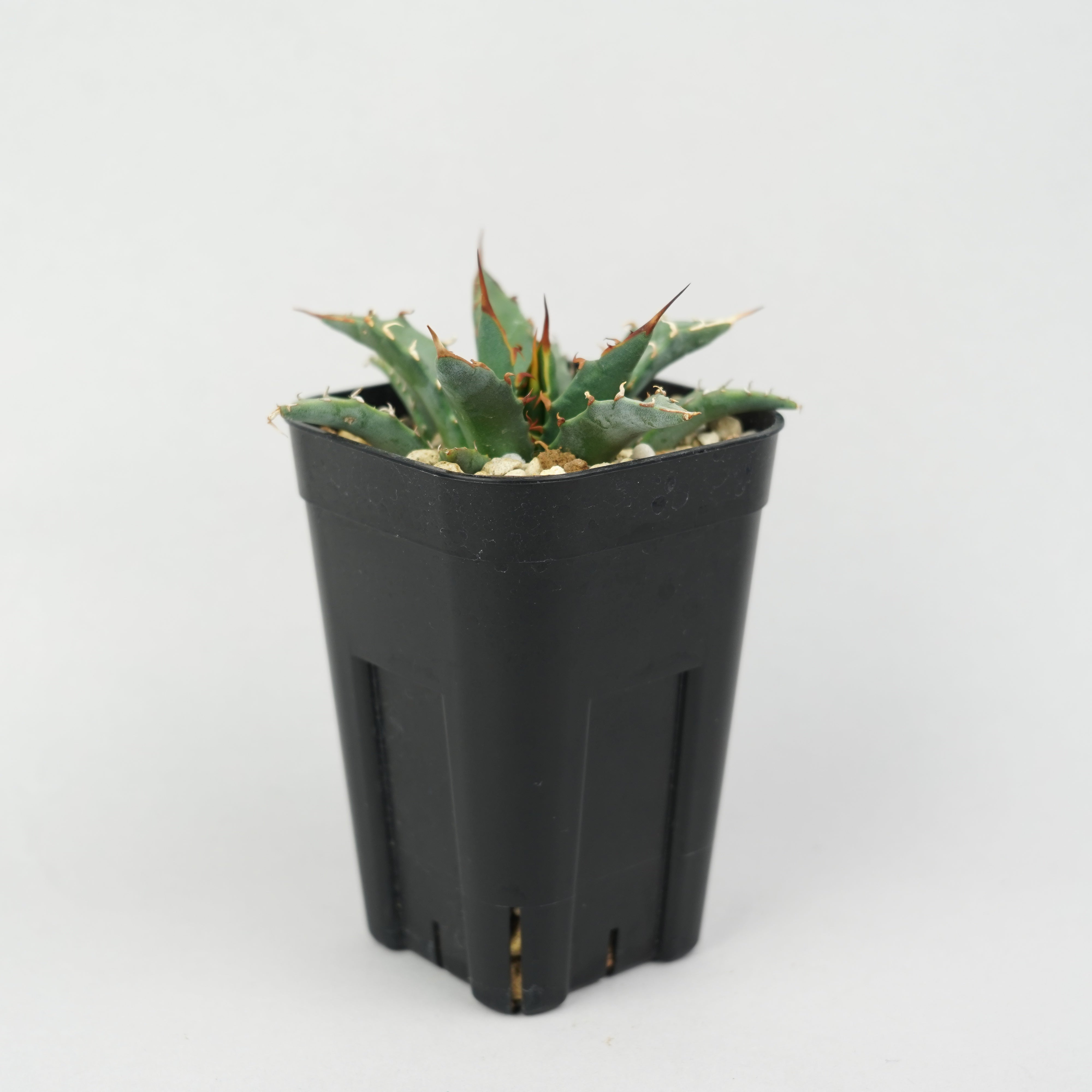 商品一覧/新着植物 – Hachi-8