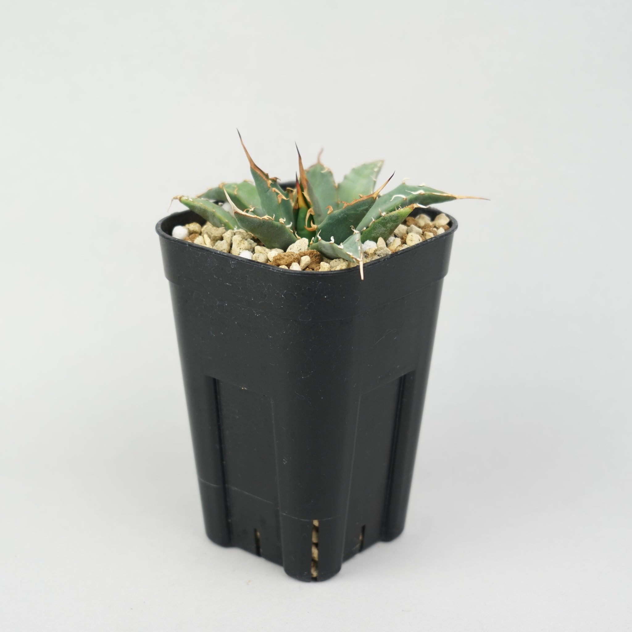 商品一覧/新着植物 – Hachi-8