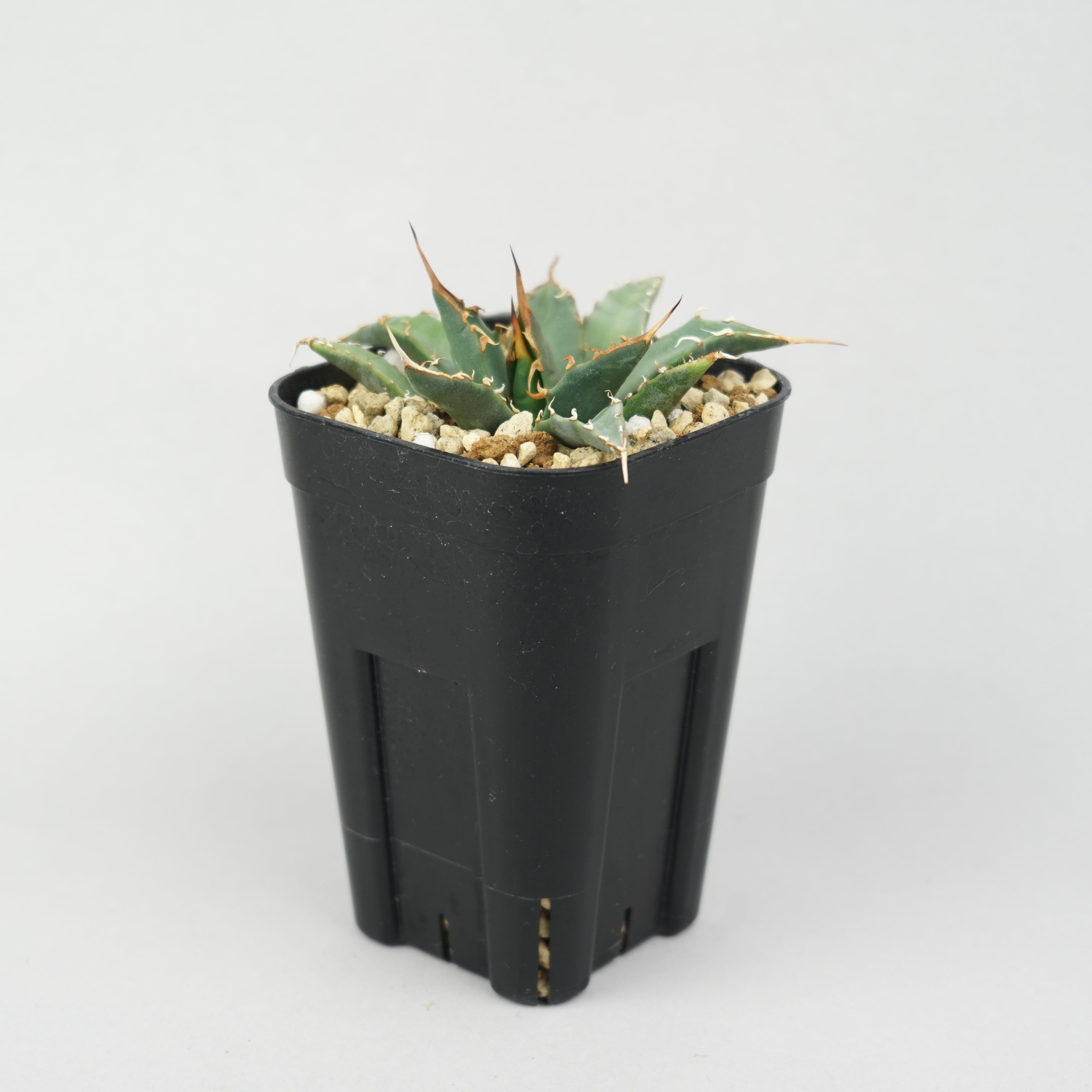 商品一覧/新着植物 – Hachi-8