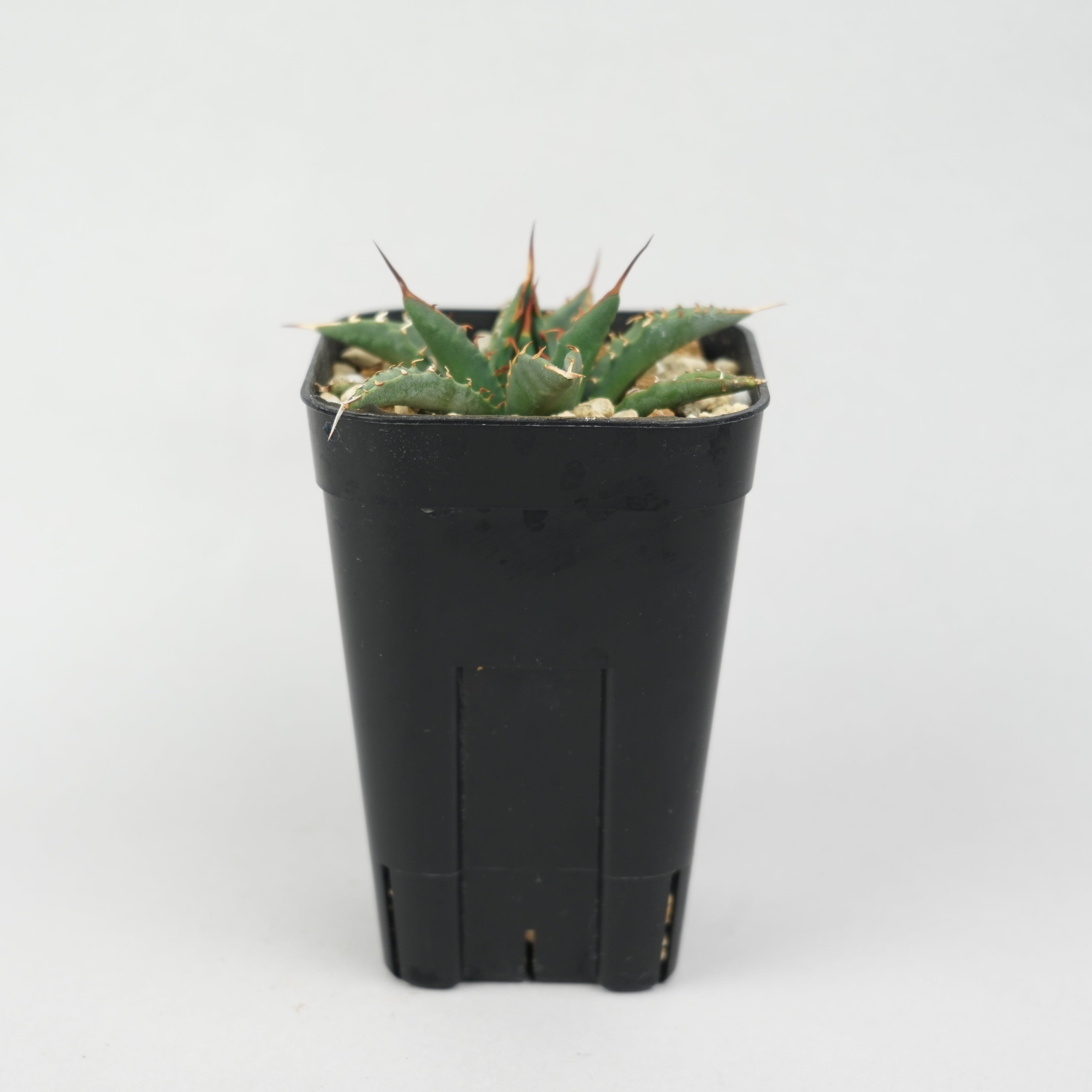 仙*渓様 年末限定価格 アガベ 激怒之舞 ハイブリッド 子株 陽炎 特白