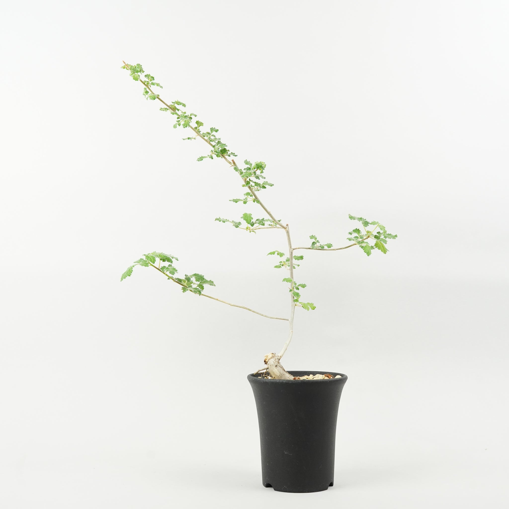 コミフォラ・ミルラ「Commiphora Myrrha
」/ET650