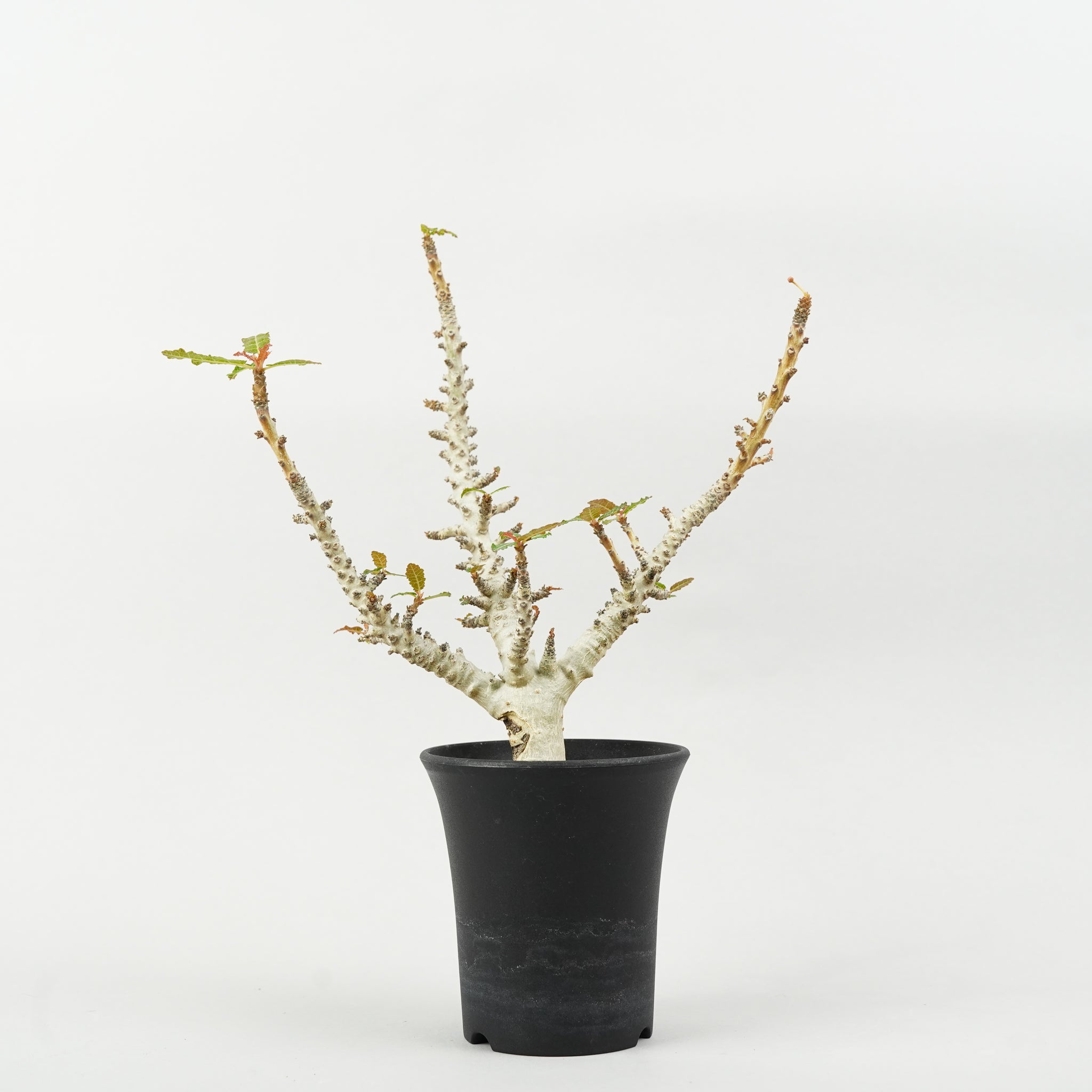 ボスウェリア ナナ「Boswellia Nana
」/ET0649