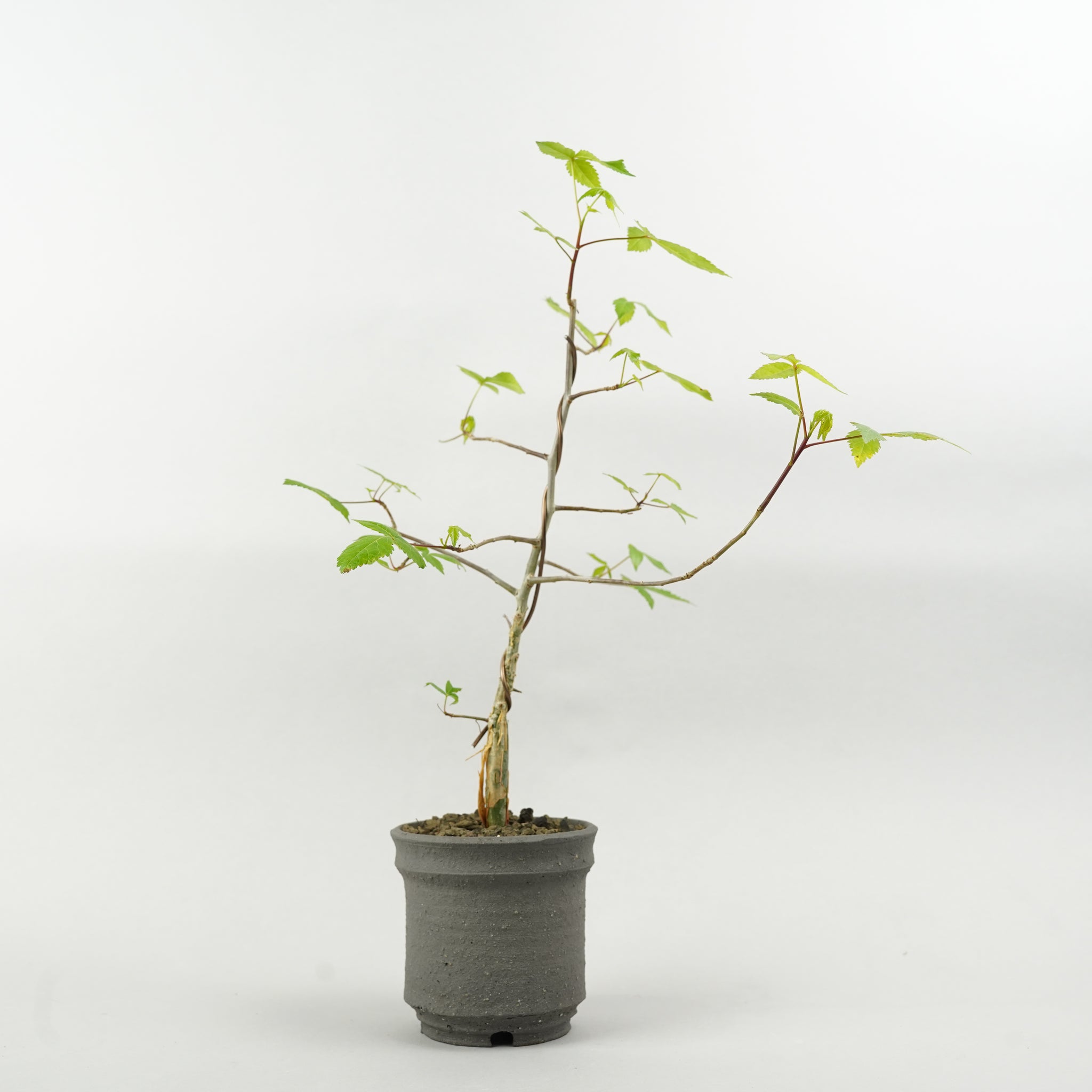 コミフォラ・スードウパオリー「Commiphora pseudopaolii」/ET653