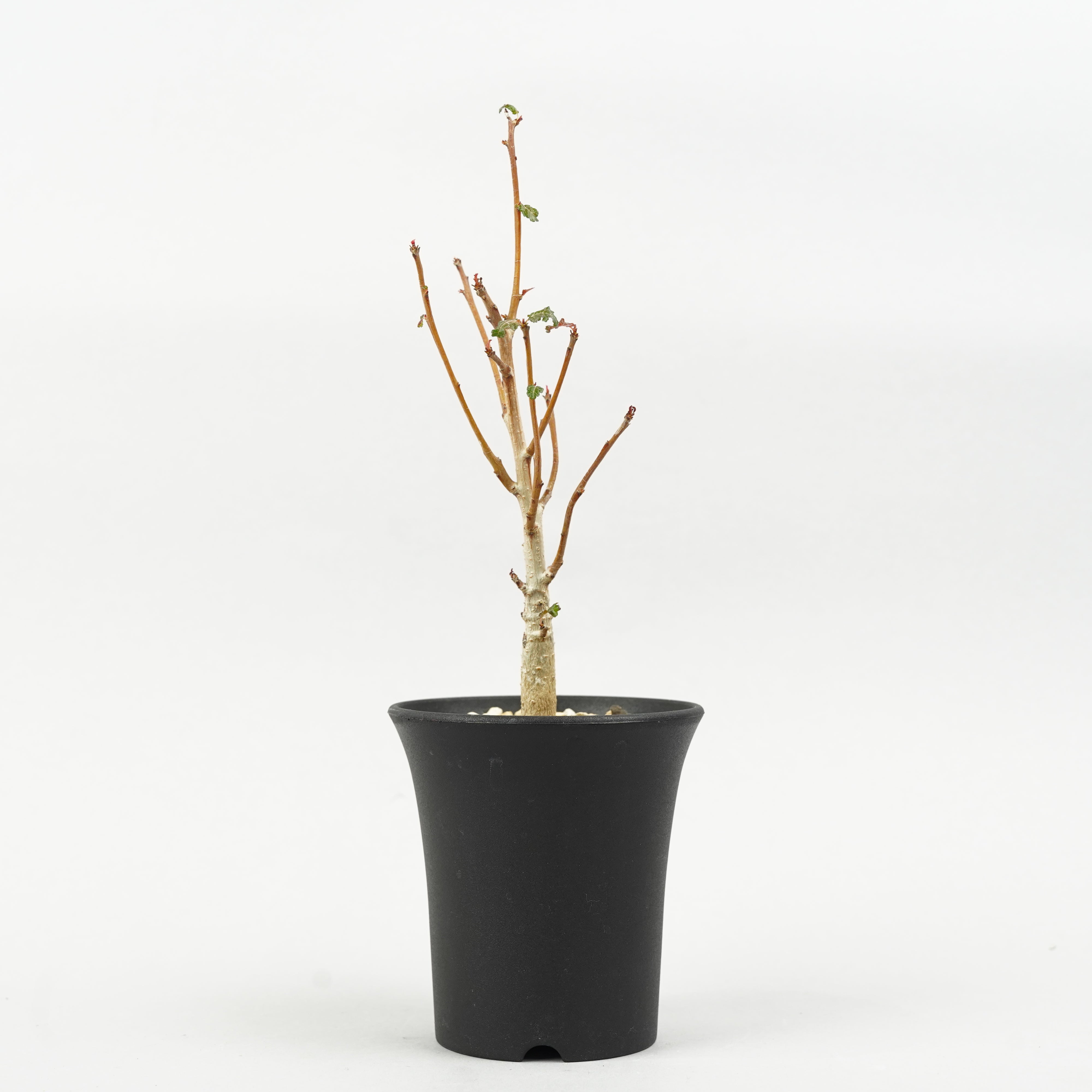 植物/ナナ – Hachi-8