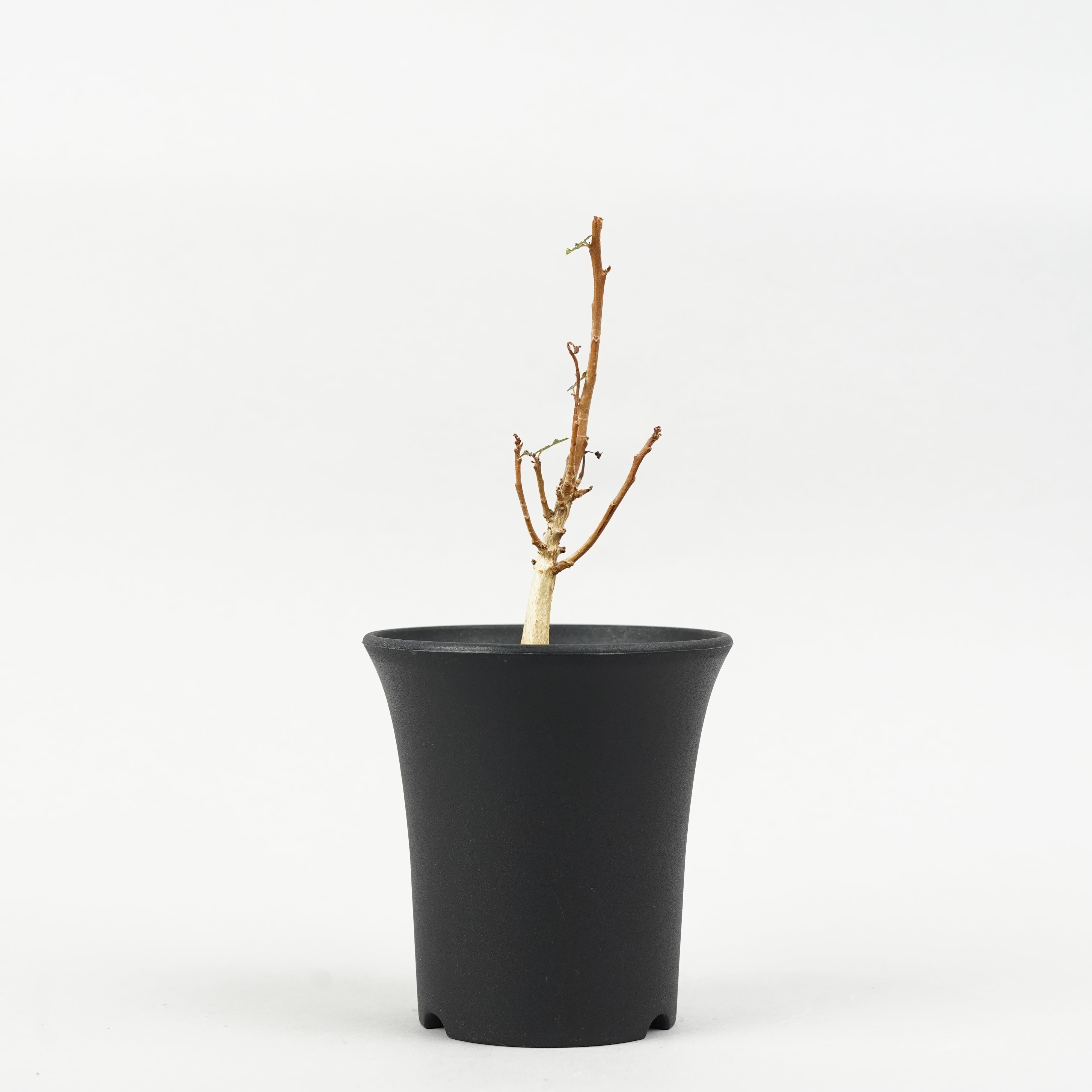 ボスウェリア　ポポビアナ2 61GsA0wtLrL._UF350,350_QL50_.jpg