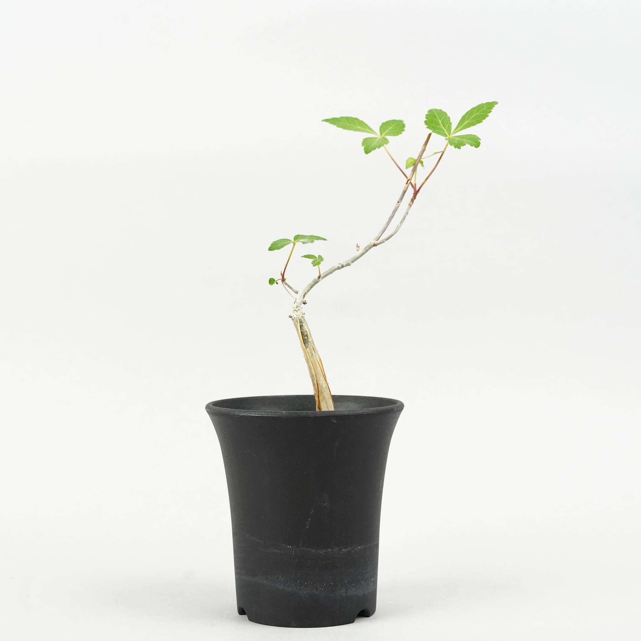 コミフォラ・スードウパオリー「Commiphora pseudopaolii」/ET652