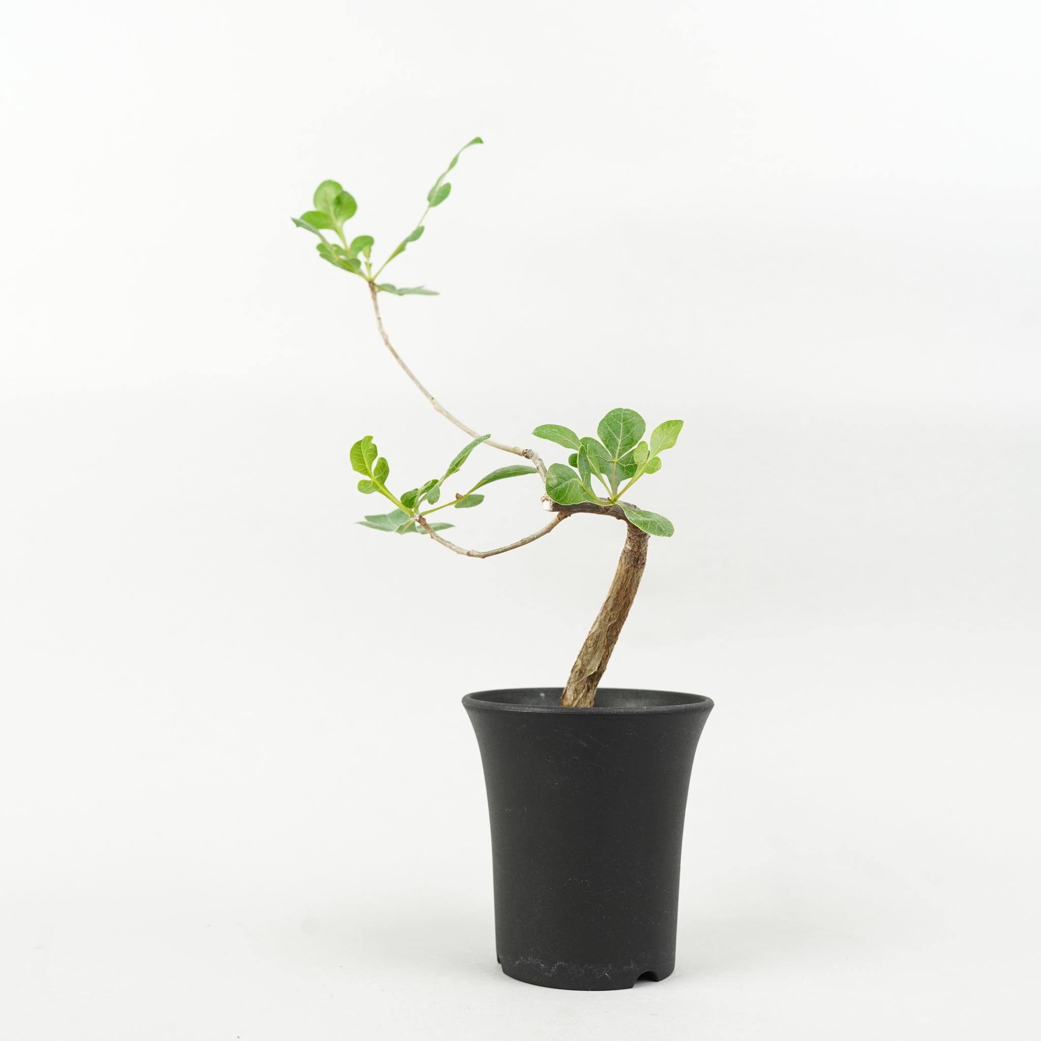 コミフォラ・ワイルディ「Commiphora Wildii」/ET651