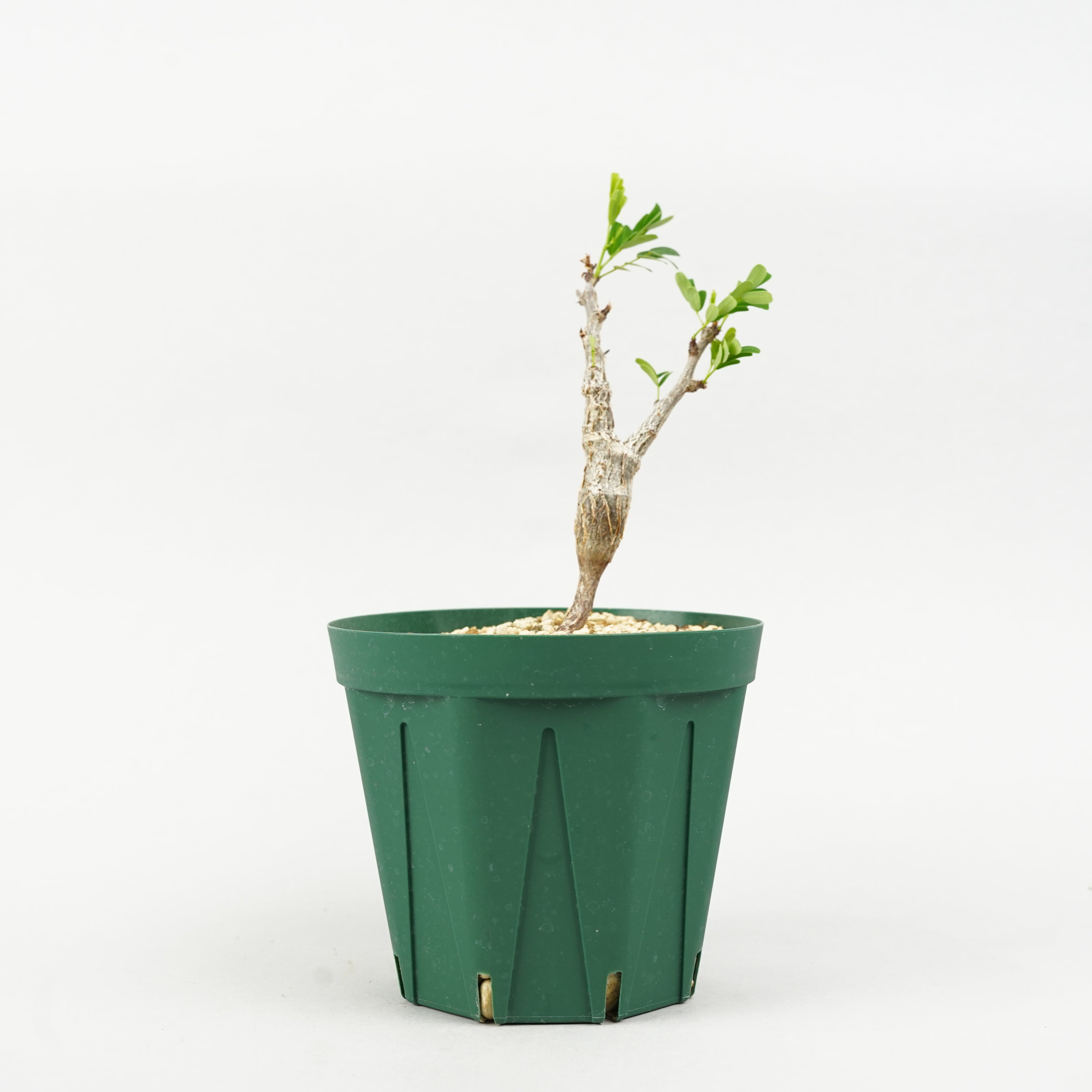 センナ メリディオナリス センナ メリディオナリス | STELLA.PLANTS