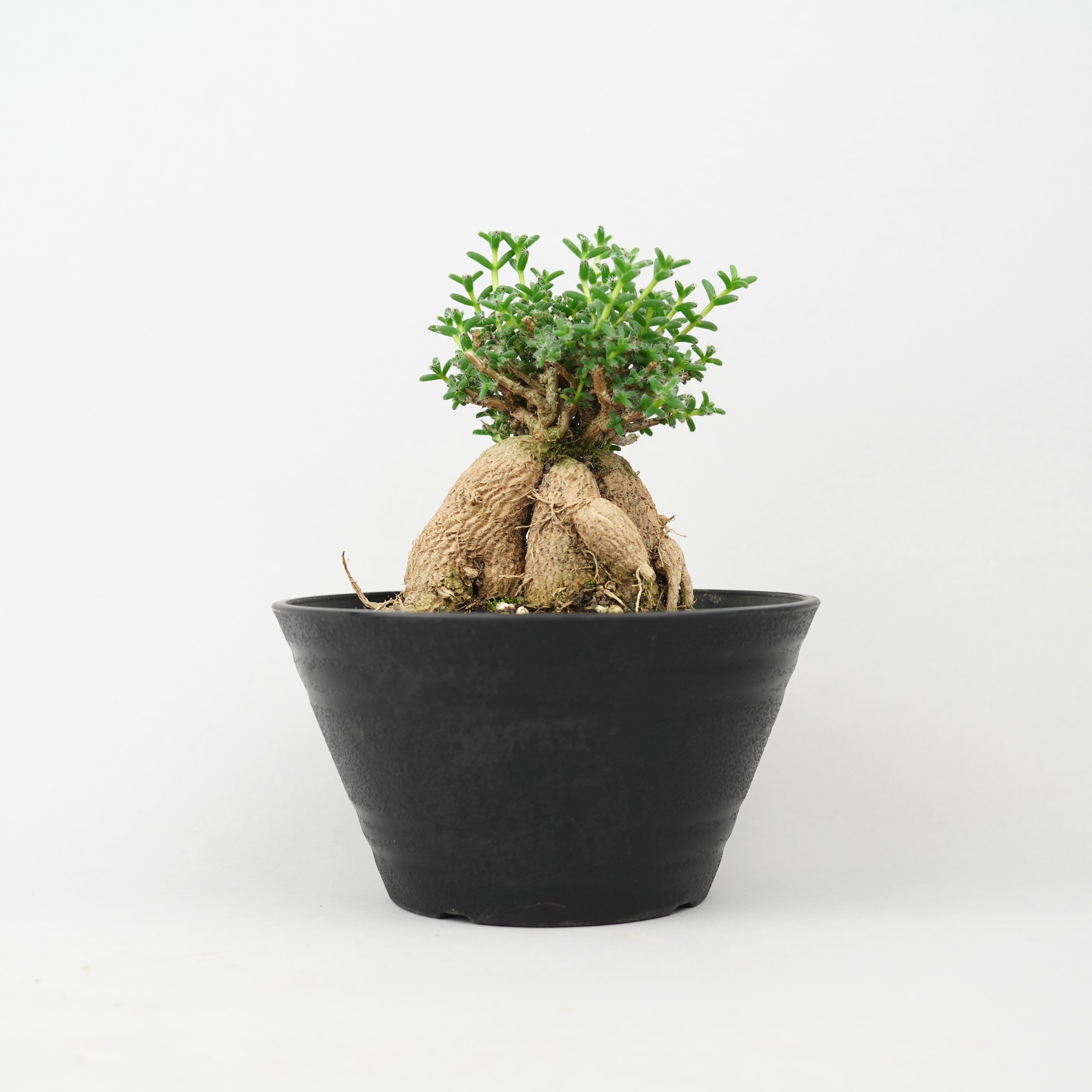 etc/すべて_その他植物 – Hachi-8