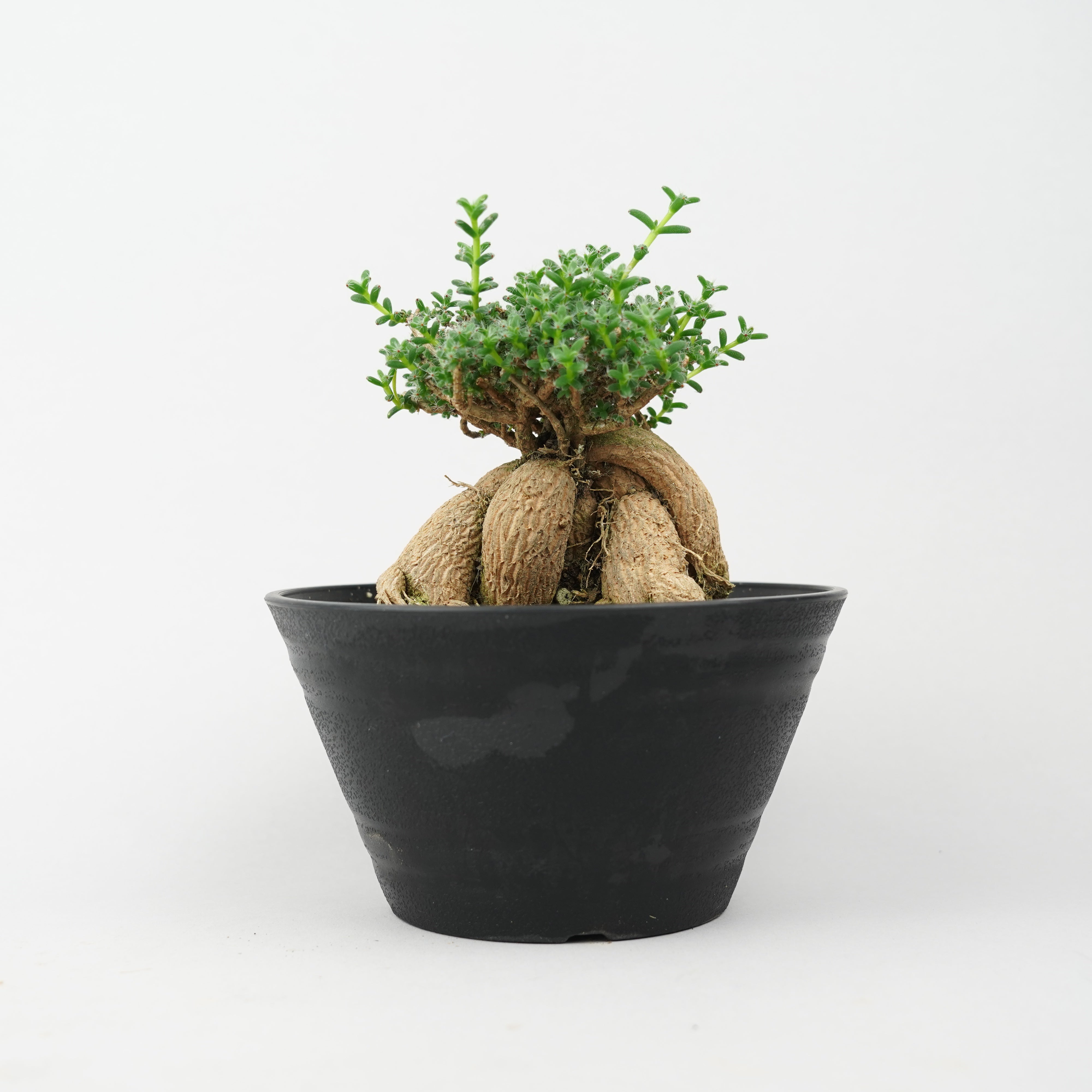 etc/すべて_その他植物 – Hachi-8