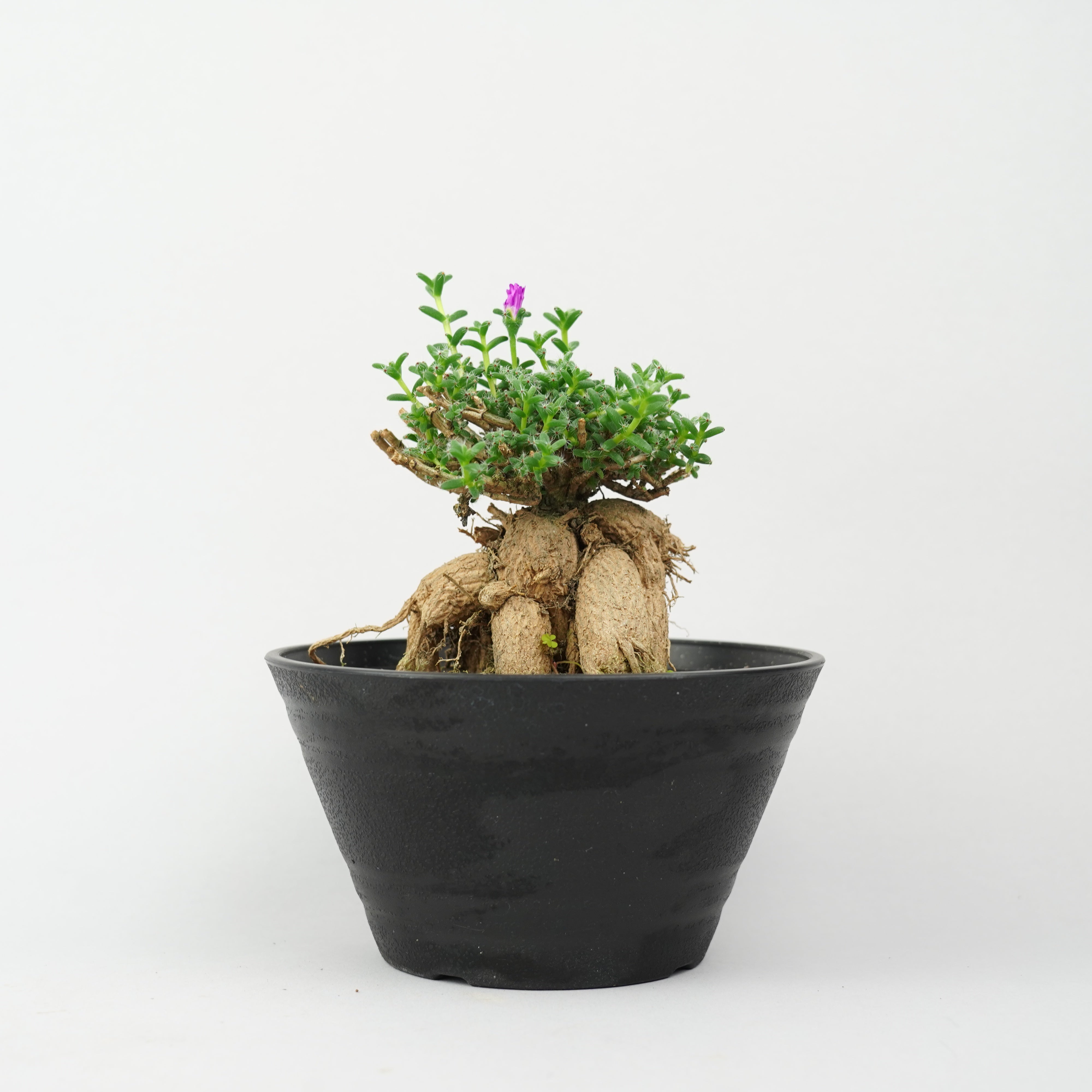 etc/その他の植物 – Hachi-8