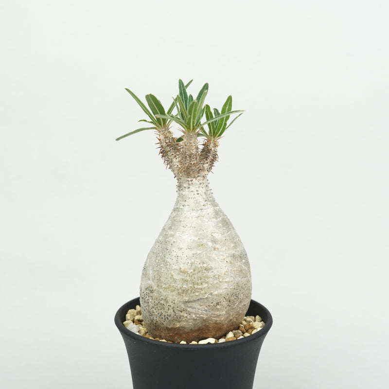 パキポディウム・グラキリス「Pachypodium rosulatum var. gracilius 」/GR0234
